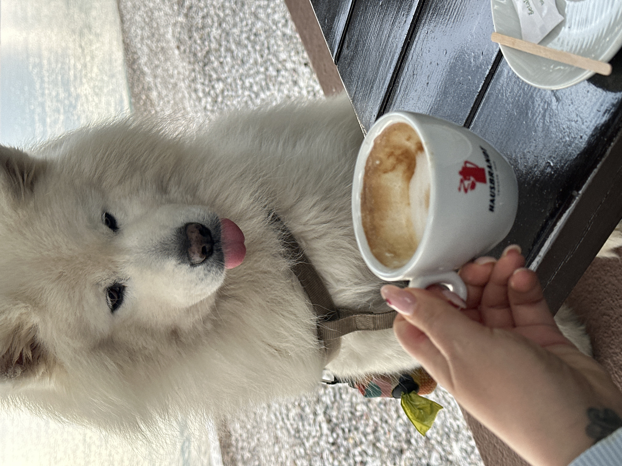 A white Samoyed dog licks its nose near a cup of coffee on a black wooden table. A person's hand holds the cup's handle. A saucer with a sugar packet and wooden stirrer is also on the table. The dog is wearing a brown collar with a colorful charm. The background suggests a coastal location, possibly in Bar, Montenegro. The surface visible behind the dog suggests it's a stone pavement or flooring.