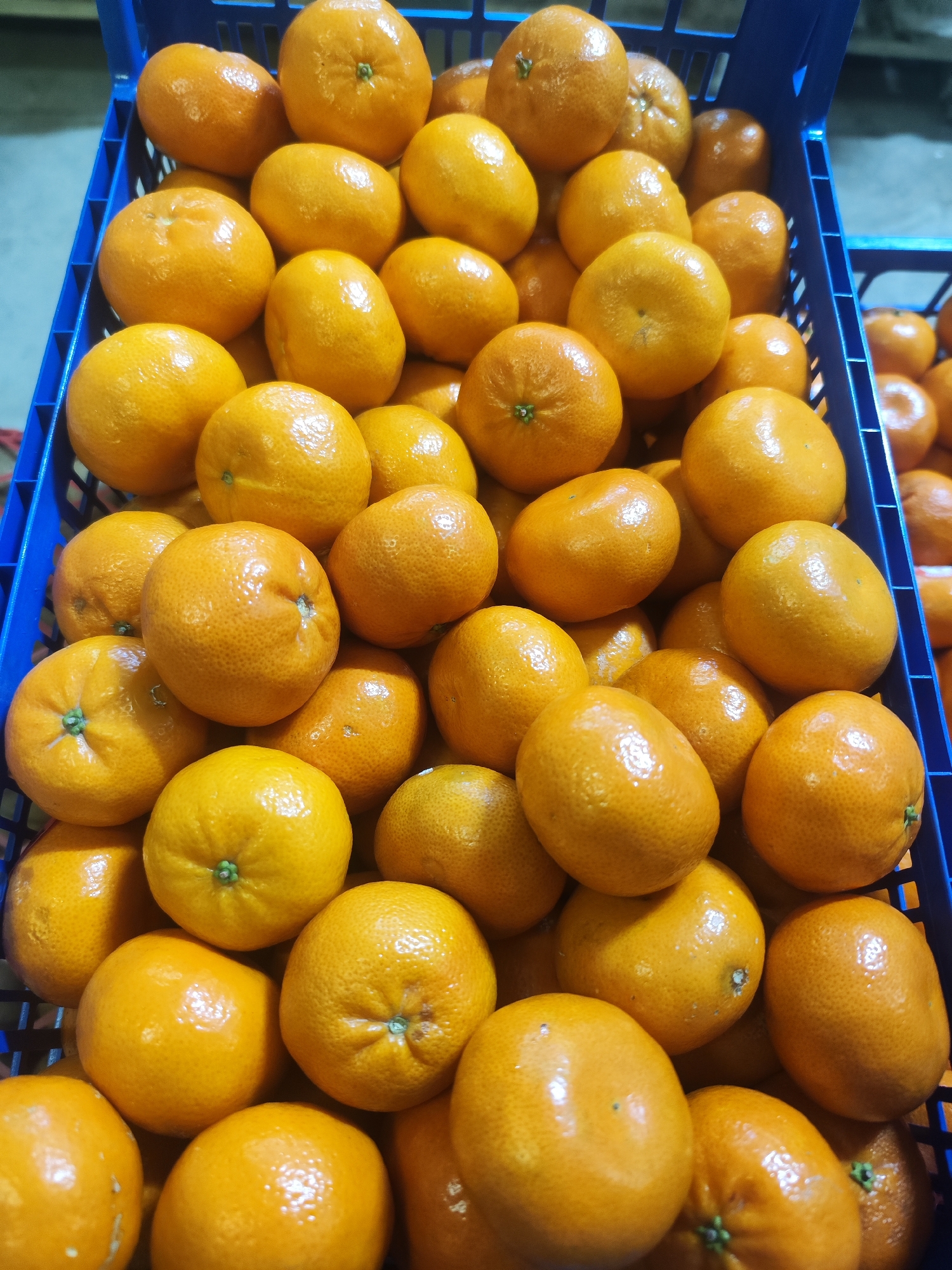 The image shows a blue plastic crate filled with oranges. The oranges are mostly round with a textured orange peel. Some oranges have small green stems still attached. The crate appears to be full, with oranges stacked on top of each other. Another crate containing the same kind of oranges is seen in the upper right corner. The setting is likely a store or a warehouse. The city is Chaikovsky, Russia.