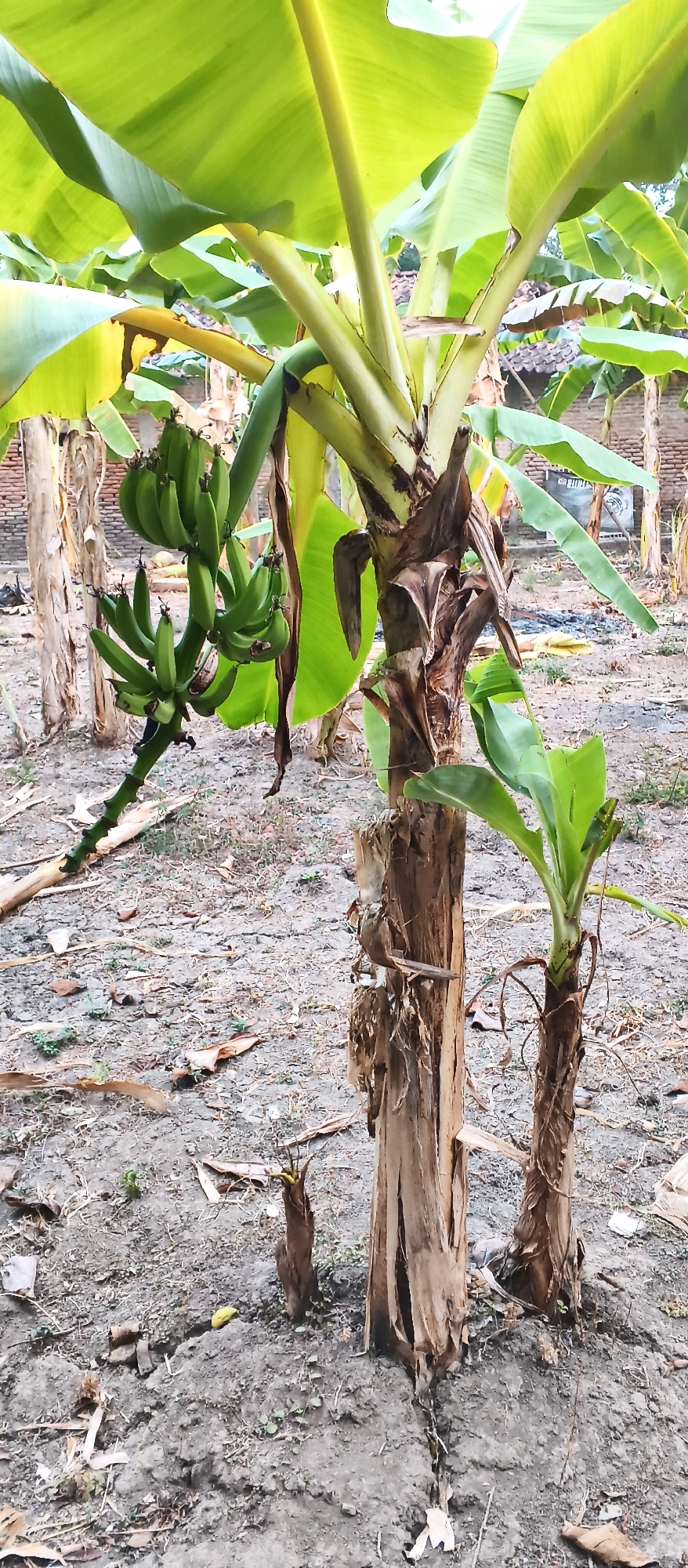 The image shows a banana tree with a bunch of green bananas growing on it. The tree is in an outdoor setting with dry, sandy soil and some scattered dry leaves. In the background, there are other banana trees and a brick wall. A small, young banana plant is growing near the base of the main tree. The scene appears to be in a rural or agricultural area, possibly a plantation, located in Japanan, Indonesia. There are no people visible in the image. The lighting suggests it is daytime.