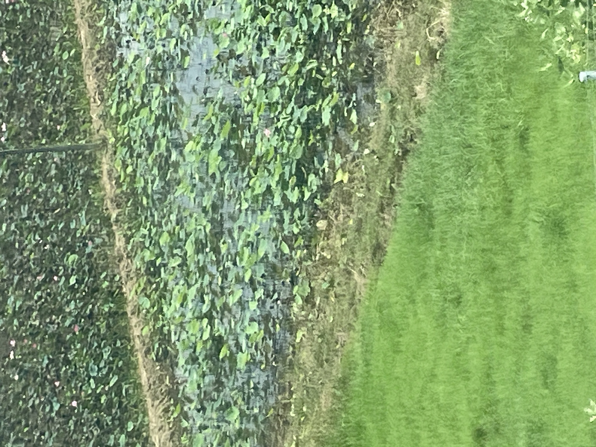 The image depicts a serene lotus pond situated in the city of Hong Son, Vietnam. The pond is densely populated with vibrant green lotus leaves, interspersed with occasional delicate pink lotus flowers in bloom. The water's surface reflects the surrounding greenery and the sky, creating a tranquil and picturesque scene. A strip of dry, sandy soil separates the lotus pond from a lush green grassy area. The overall impression is one of natural beauty and peaceful cultivation.