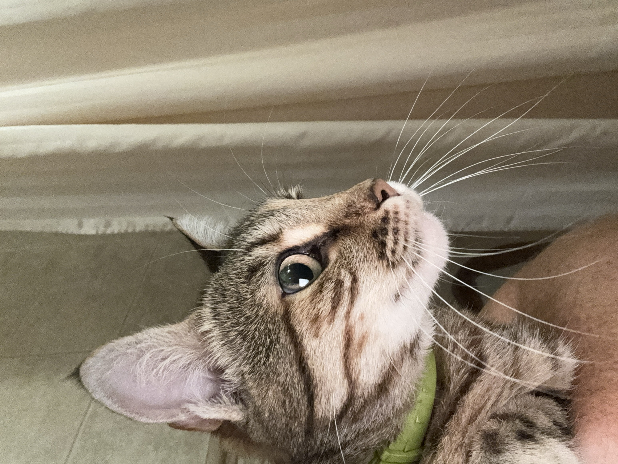 A close-up, side-profile shot captures a tabby cat with green eyes, wearing a green collar. The cat is being held by an unseen person, with their arm visible at the bottom left of the frame. The background consists of beige curtains, and a tiled wall is partially visible on the left. The lighting is natural and soft. The image was taken in Yeysk, Russia.