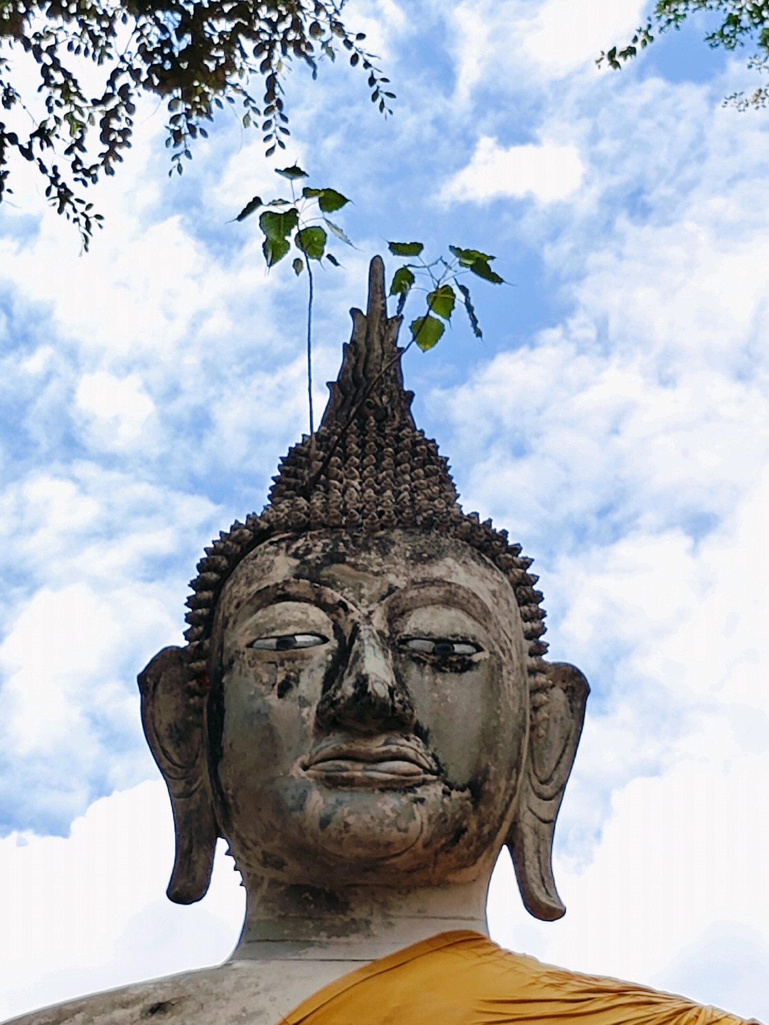 A low-angle, close-up shot captures the weathered face of a large Buddha statue against a bright blue sky dotted with white clouds. A small green sapling sprouts from the top of the statue's ushnisha (a dome-shaped protrusion on the top of the head). The Buddha's stone face is detailed, showing the eyes, nose, and mouth, with some wear and tear visible. The statue is draped in an orange cloth, partially visible at the bottom of the frame. Overhead, dark tree branches with green leaves extend into the top of the image, partially obscuring the sky. The overall scene suggests a serene and possibly ancient religious site, likely in Phra Nakhon Si Ayutthaya City Municipality, Thailand, known for its historical Buddhist temples and ruins.