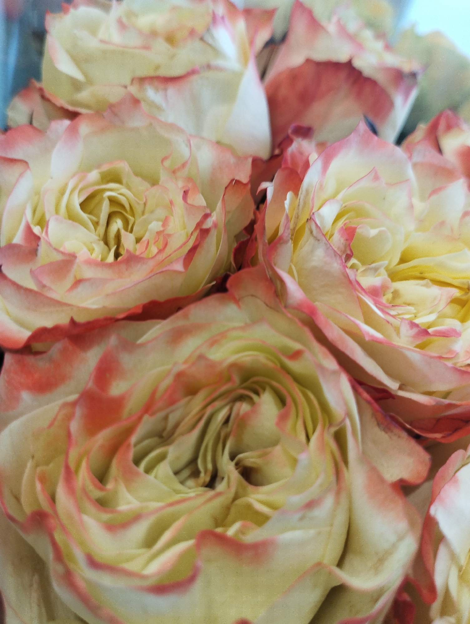 The image is a close-up, top-down shot of a bouquet of pale yellow roses with tips of their petals edged in a soft pink. The roses are in various stages of bloom, with some tightly furled and others more open, revealing their layered petals. The lighting is soft and diffused, creating a gentle glow on the flowers. The background is a blurred mix of greens and blues, suggesting foliage or perhaps wrapping material. No people or specific locations are visible, and the scene is static and floral.
