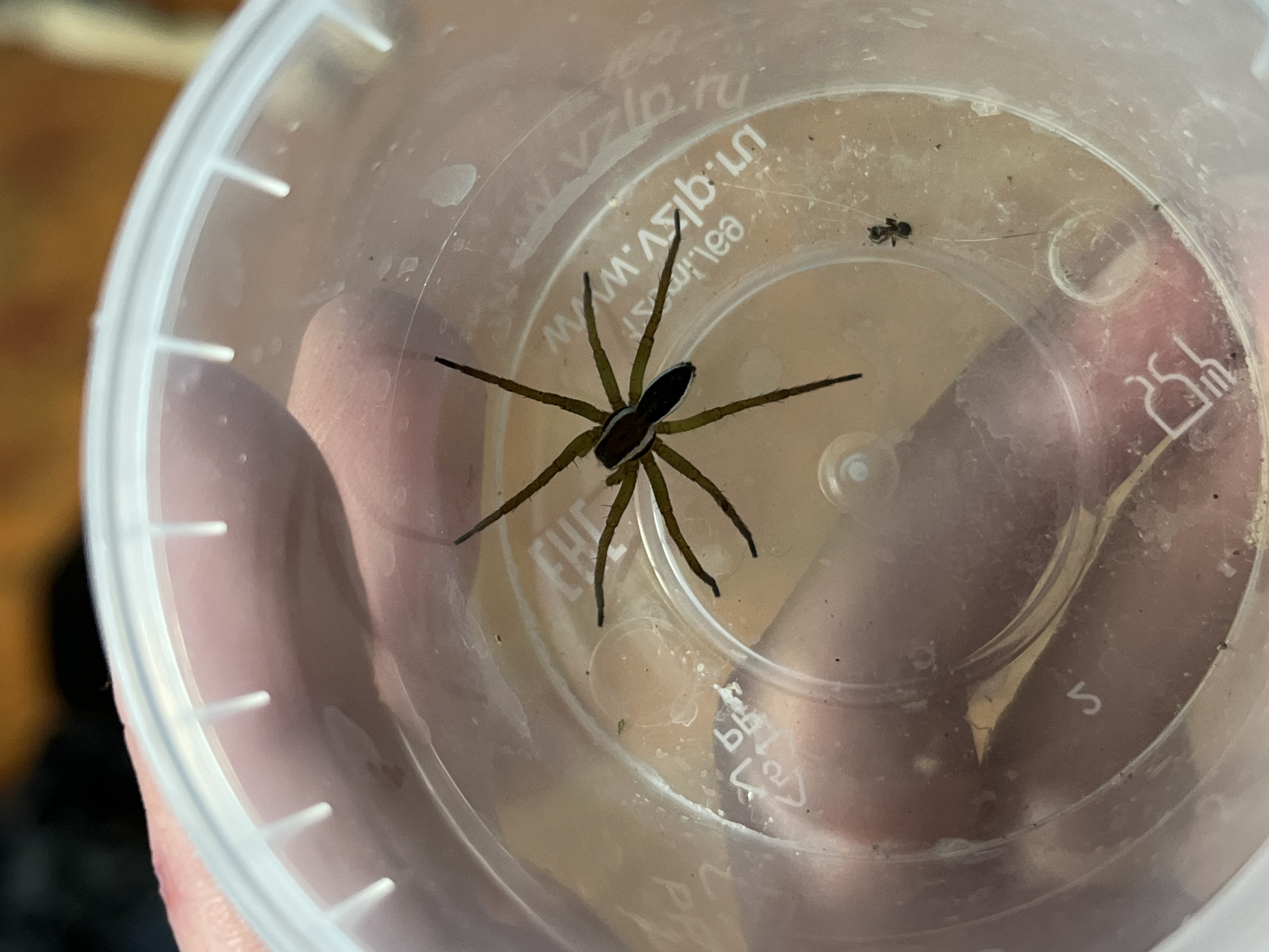A spider with long, dark striped legs and a dark colored body is inside of a clear plastic container. There is also a small ant within the container. The container is being held in a person's hand. There are Cyrillic letters and a stylized graphic on the side of the container. Based on the Cyrillic lettering, the container's origin or destination is in Nizhny Tagil, Russia.