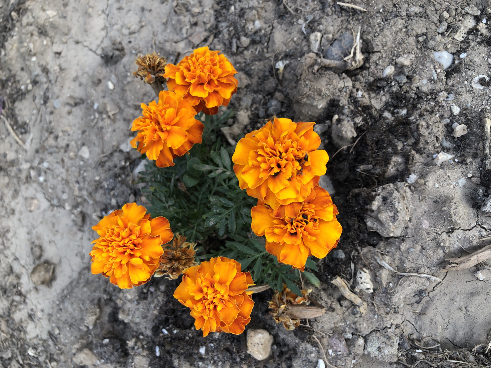 A cluster of vibrant orange marigolds bloom in dry, cracked earth. The flowers are the central focus, with their ruffled petals tightly packed. Some of the marigolds are in full bloom, while others appear partially opened. Among the bright blossoms, withered brown remnants of past blooms are visible, along with green foliage. The ground is composed of dry, grey soil, interspersed with small stones and organic debris. The scene is set in an outdoor environment, likely a garden or a patch of uncultivated land, in Karaburun, Turkey. There are no people or animals present in the image.