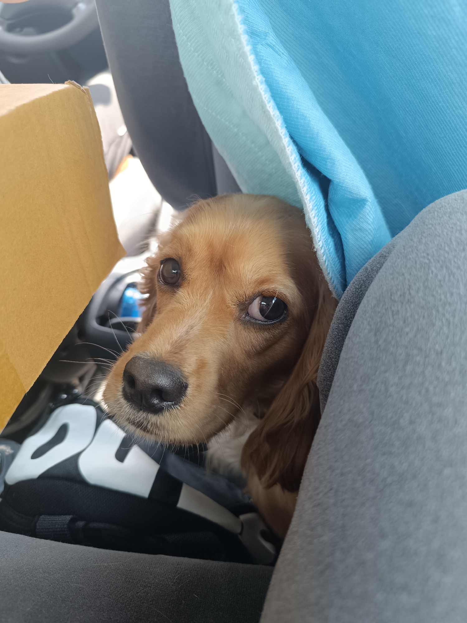 A brown cocker spaniel dog is pictured indoors, likely in a car. The dog is seated, surrounded by a tan cardboard box on the left and a light blue cloth and gray upholstery on the right. A black bag with white lettering is visible under the dog, positioned on the gray seat. The car's steering wheel is faintly visible in the background behind the box. The location is Unknown, Unknown.