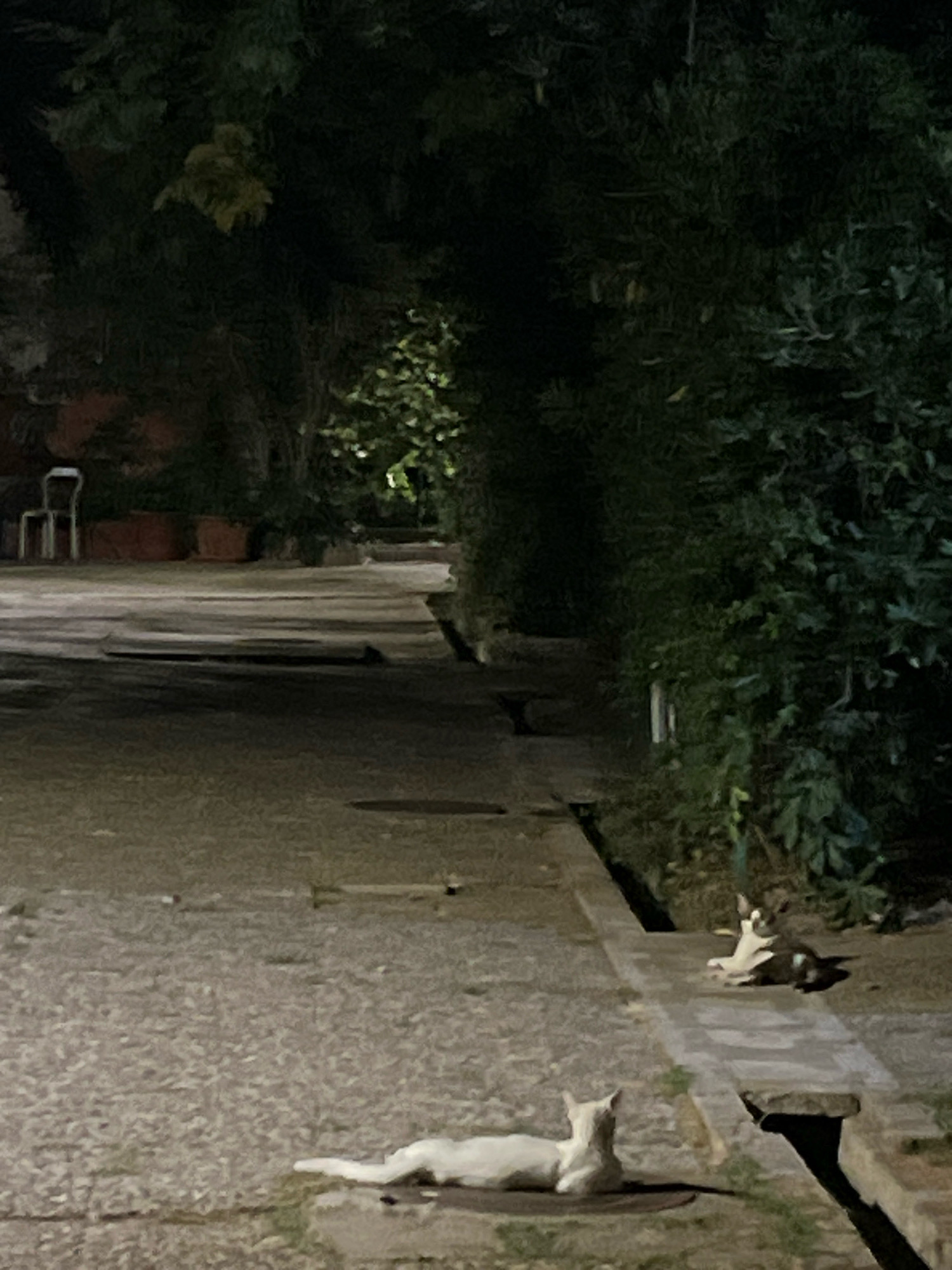 The image captures a dimly lit outdoor scene, possibly a pathway or courtyard, at night. In the foreground, a white cat is resting on a dark mat. Further down the path, a second cat, predominantly black and white, is also lying down. The environment is characterized by lush green foliage on the right and dark trees and bushes in the background. A paved walkway stretches into the distance, lined with what appear to be potted plants and a chair on the left side, indicating a residential or garden area. The lighting suggests artificial illumination, casting shadows and highlighting certain areas of the scene. The overall impression is one of a tranquil, nocturnal setting in Budva, Montenegro.