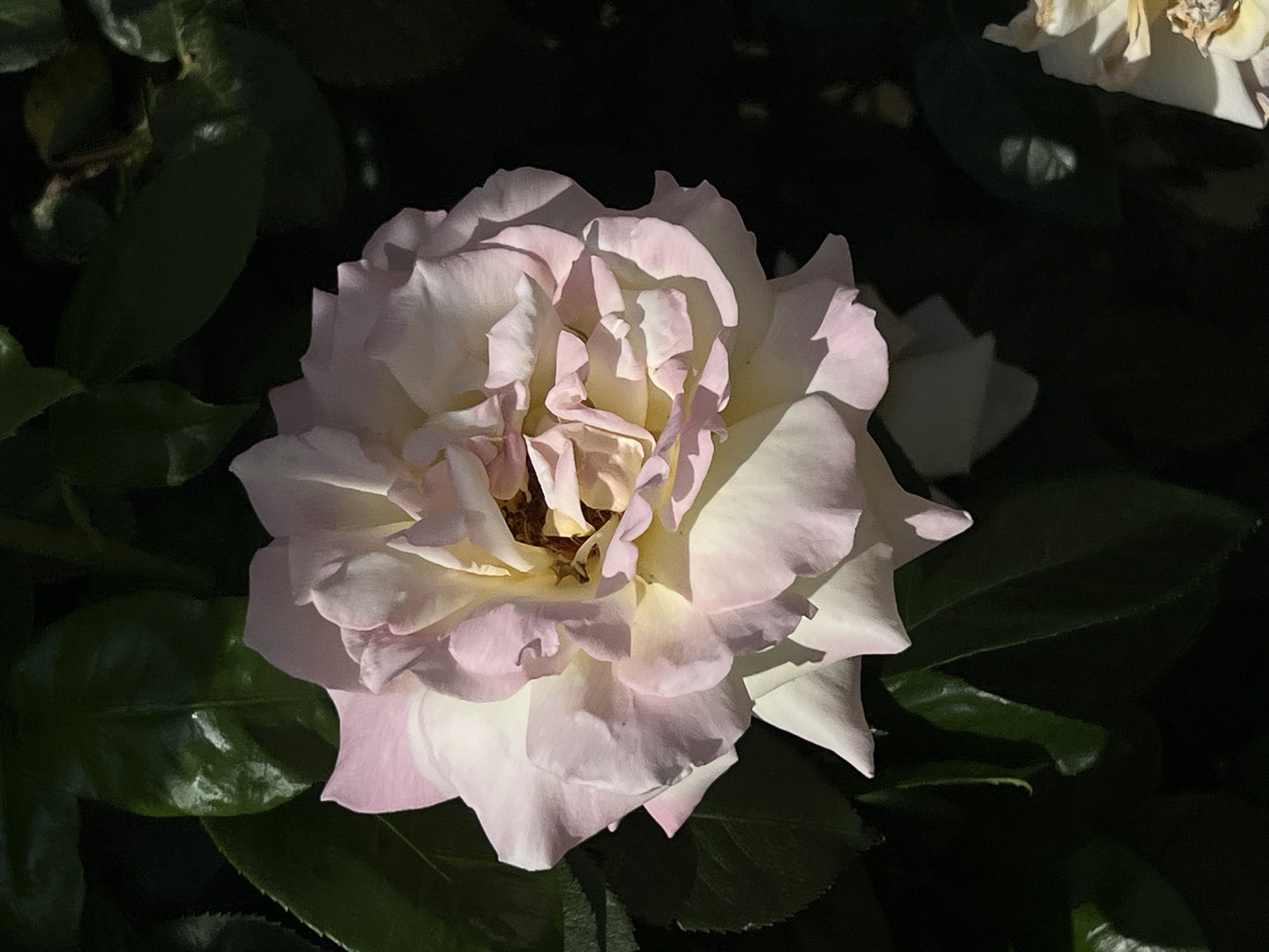 The image shows a close-up of a light pink and white rose, with yellow tones in its center. The rose is in focus, with its petals layered and slightly unfurled. Behind the rose, dark green leaves are visible, some in sharp focus and others blurred. The lighting suggests a bright, sunny day, with strong shadows cast on the rose and leaves. The overall scene is a natural outdoor environment, likely a garden. No specific location in the city of Freising, Germany is discernible from the image itself; it is a generic botanical scene.