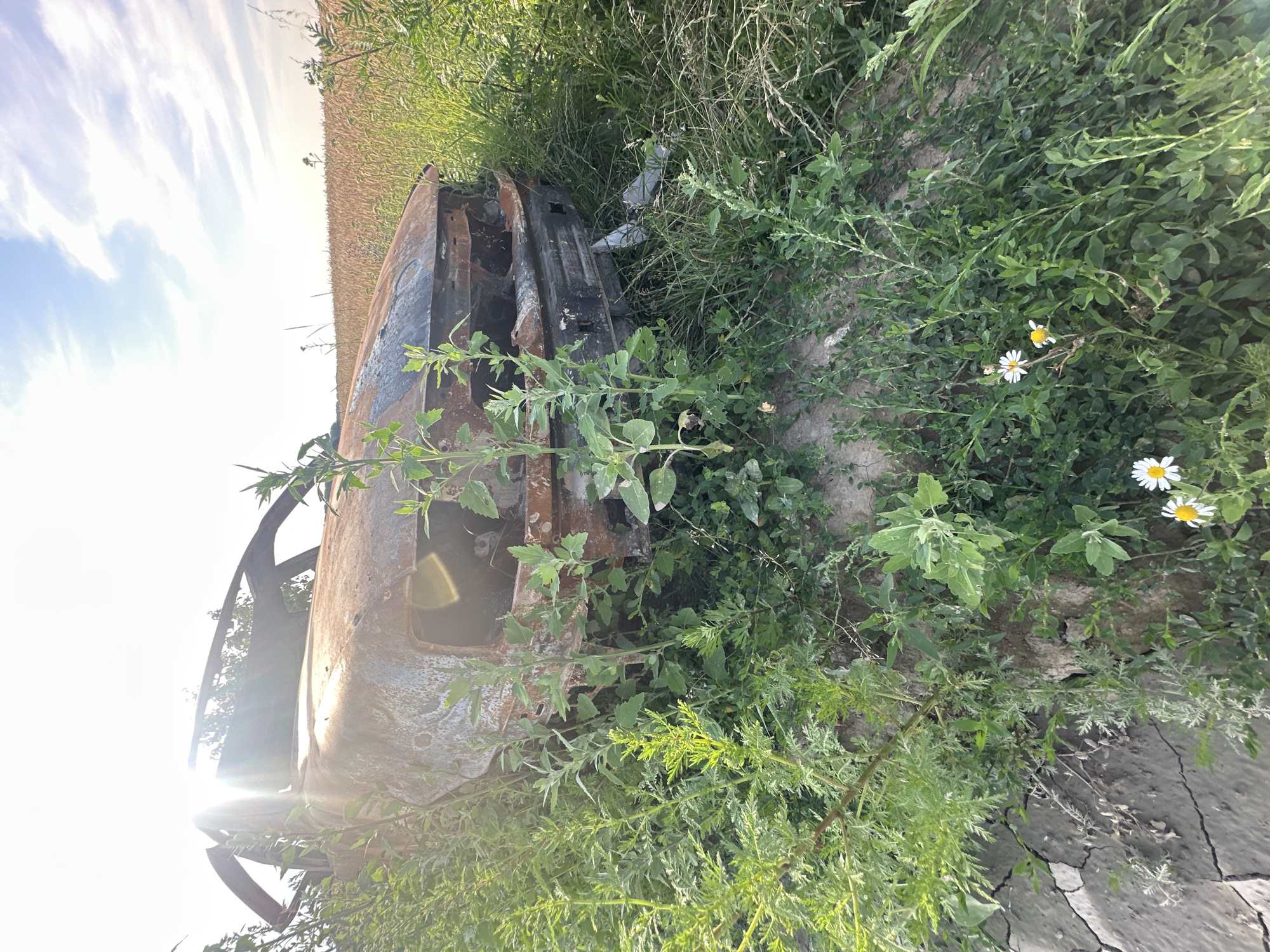 An abandoned, burned-out car is overgrown with vegetation in a field near Makiv, Ukraine. The vehicle is heavily damaged, with rust and exposed metal visible. Tall green plants, some with feathery leaves, surround the car and are growing over and through it. In the foreground, a few small white and yellow wildflowers are blooming. The ground around the car is cracked and dry. In the background, a wheat or grain field stretches towards the horizon under a bright, cloudy sky. The sun is low in the sky, casting a strong glare and lens flare on the left side of the image. The scene appears desolate and neglected.