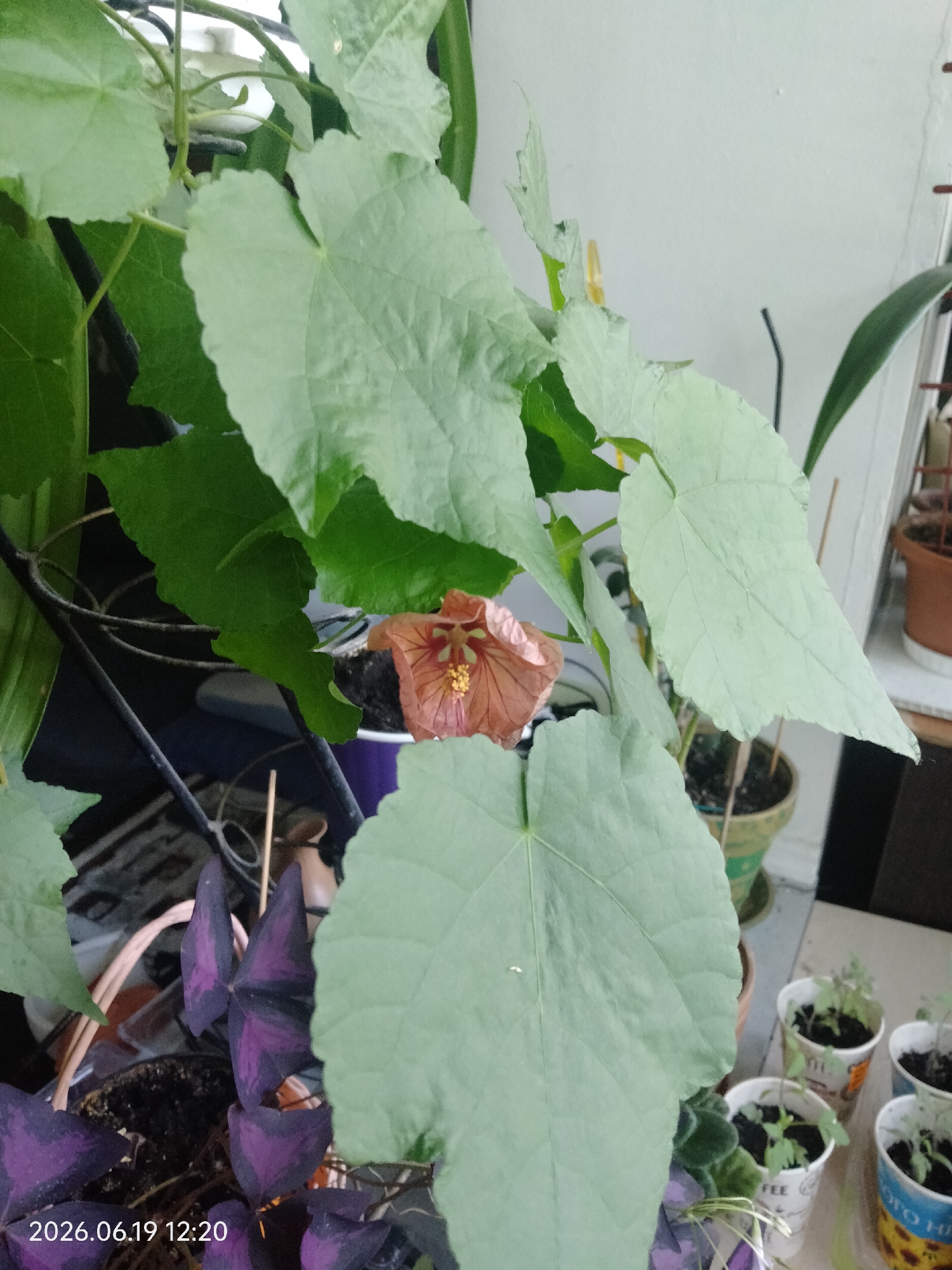 An overhead shot captures a collection of potted plants situated indoors, likely on a windowsill or balcony, given the presence of a white wall and a glimpse of a window. The foreground is dominated by a large, pale green leaf, its surface slightly textured and its edges subtly serrated. Behind it, a cluster of dark purple plants with distinctive, triangular leaves is visible.
Further into the scene, a single, delicate orange flower with prominent yellow stamens stands out against the greenery. This flower appears to be part of a larger plant with light green leaves, some of which are tinged with a silvery hue. The background reveals more potted plants, including small seedlings in white cups, and a terracotta pot containing a plant. The floor is a neutral color, possibly tile or linoleum. The overall impression is one of a home gardening setup, with plants in various stages of growth. The image is dated "2026.06.19 12:20".
