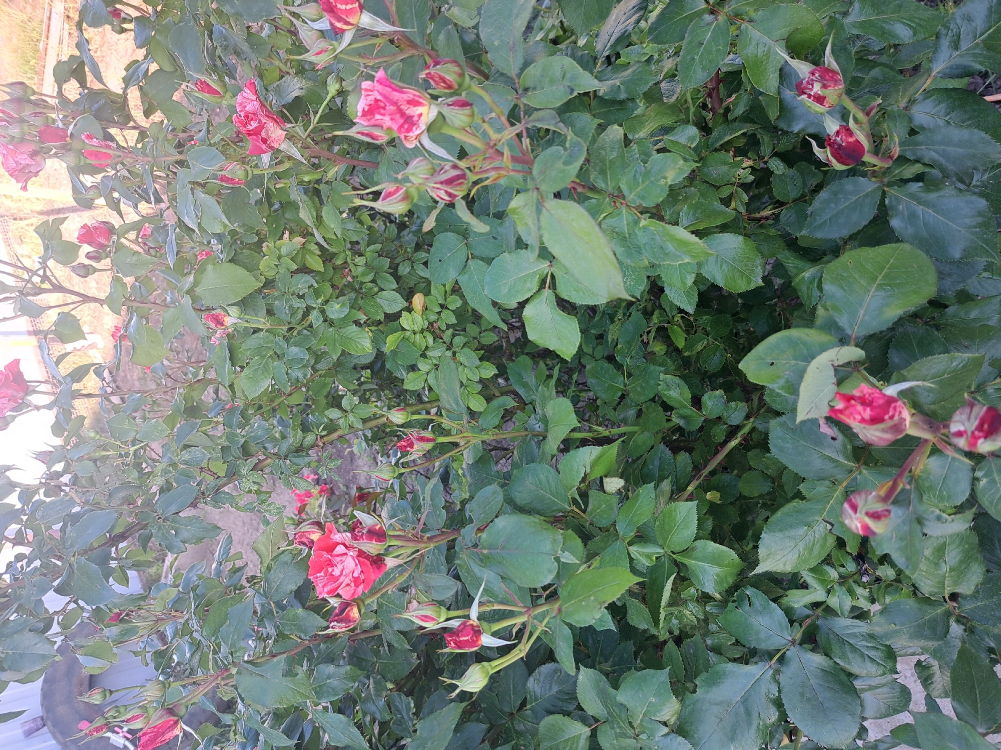 The image shows a rose bush with predominantly red and white variegated roses, some in full bloom and others as buds, amidst a dense cluster of green leaves. The rose bush appears to be in a garden or outdoor setting. The location is stated to be in the city of Leningradskaya, Russia, but there are no specific visual details in the image that confirm this location definitively. There are no people visible in the frame. The focus is solely on the plant life.