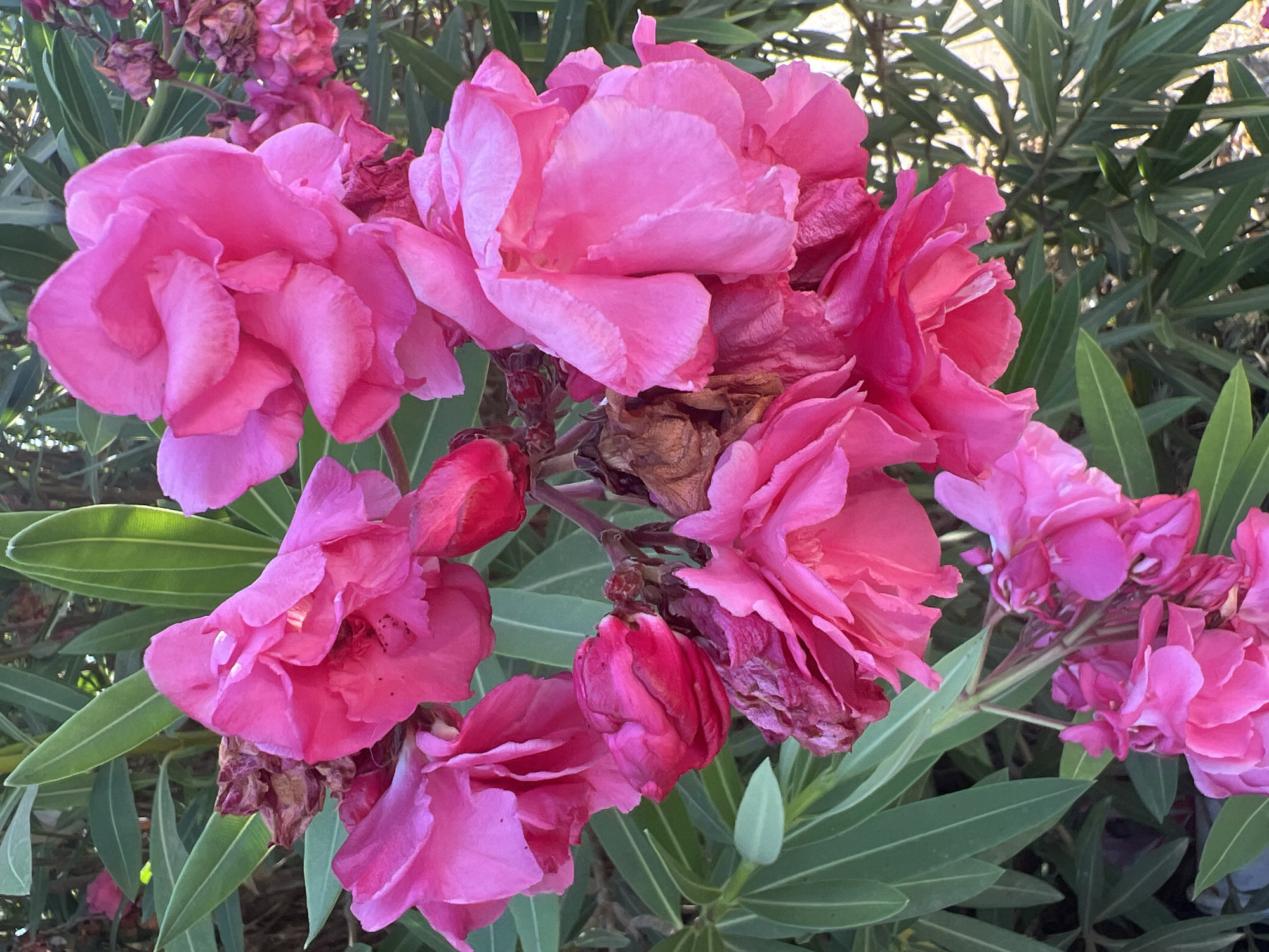In Or Akiva, Israel, a close-up shot captures a cluster of vibrant pink oleander flowers in full bloom. The oleander bush displays lush green, lance-shaped leaves that form a dense background. Some of the flowers are fully open, revealing layers of delicate petals, while others appear as tightly closed buds. Interspersed among the blossoms are a few dried, brown flower heads, indicating the plant's ongoing cycle of growth and decay. The sunlight casts gentle shadows, highlighting the textured surfaces of the petals and leaves, and a soft glow illuminates the scene. No people or animals are visible.