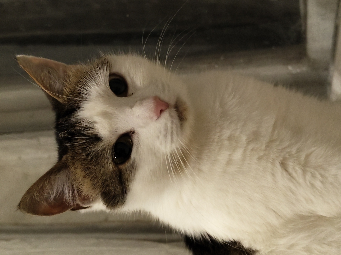 A close-up shot focuses on the face of a white and brown calico cat. The cat's fur is primarily white with patches of brown and black on its head and back. It has large, dark eyes, a small pink nose, and prominent white whiskers. The background is blurred, with hints of vertical lines and a dark, reflective surface, suggesting an indoor setting. The lighting is dim, with the cat's face illuminated by a soft, warm light. The cat appears to be looking slightly to the left of the camera.