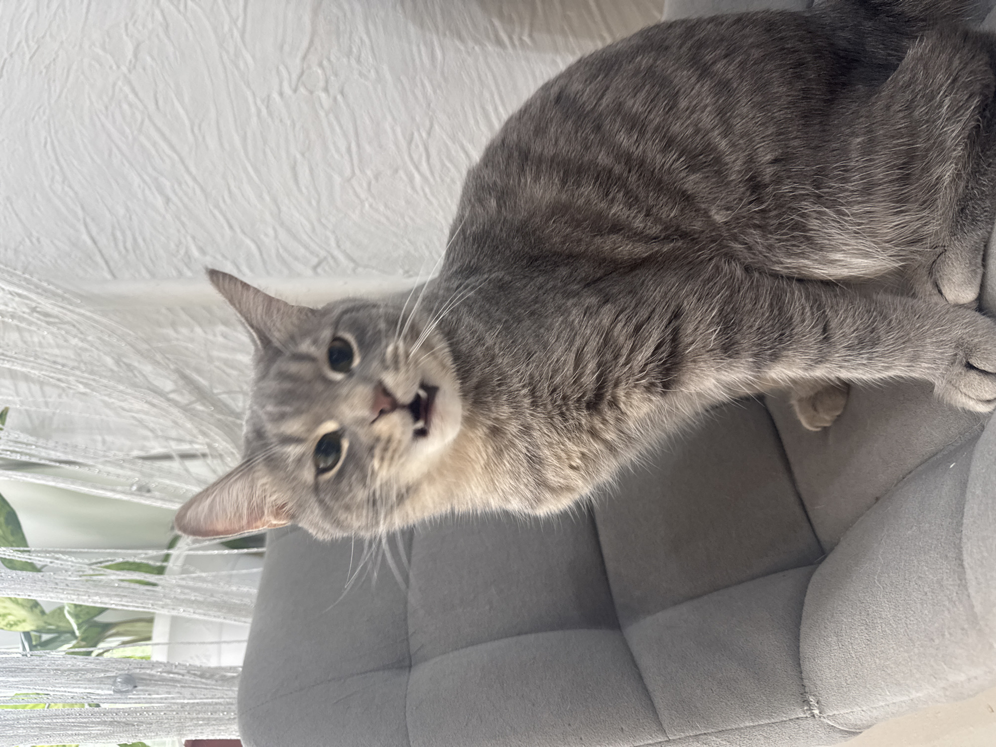 A gray tabby cat is depicted in a close-up, rotated portrait, looking directly at the viewer with its mouth slightly open as if mid-vocalization. The cat has distinctive gray and black striped fur on its head and body, white whiskers, and light-colored eyes. Its pink nose and some teeth are visible within its open mouth. The cat's head is tilted to the left, and its body rests on a soft, gray upholstered surface, possibly a cat bed or chair, which has visible seams.
In the background, to the left of the cat, there is a white, translucent string or beaded curtain with small, clear beads, through which blurred green plant leaves can be seen. Behind the cat, there is a white textured surface, possibly a wall or another thick curtain. The lighting is bright and even, suggesting daytime, and highlights the textures of the cat's fur and the surrounding materials. No text is visible in the image.