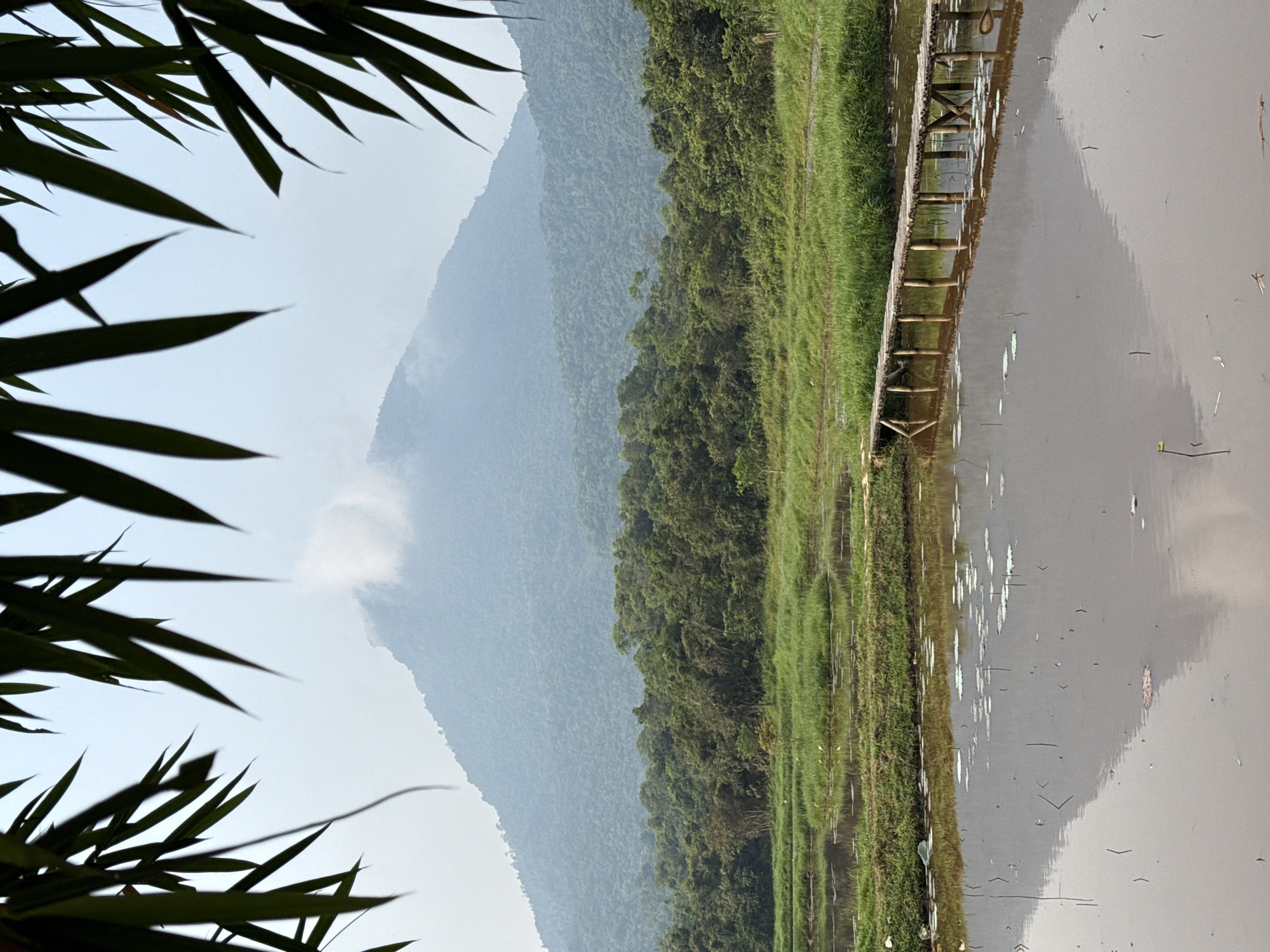 The image depicts a landscape with a mountain in the background partly obscured by clouds. Lush green vegetation covers the land bordering a body of water that reflects the sky and the nearby grassy area. A wooden structure with a series of posts runs along the edge of the water. In the foreground, bamboo leaves frame the left side of the scene.
The location is likely in the area surrounding Đà Nẵng, Vietnam, based on the mountainous terrain and lush vegetation. The image lacks any direct evidence of human presence.