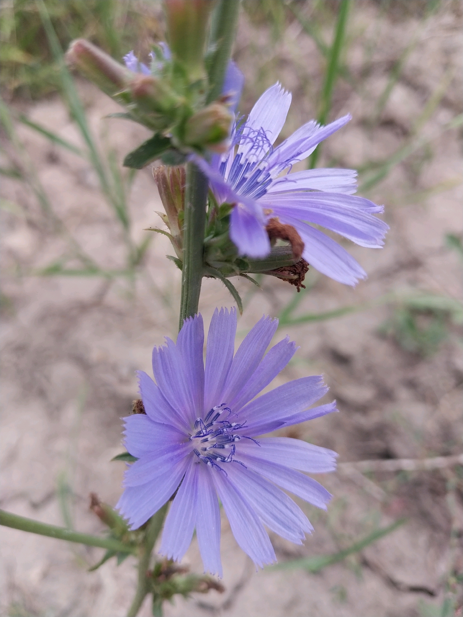 Two light purple chicory flowers are in focus on a green stem. The flowers have serrated petals and prominent blue stamens. The background is blurred and consists of dry soil and sparse green vegetation, suggesting an outdoor, possibly rural or park setting. The image was taken in Dnipro, Ukraine.