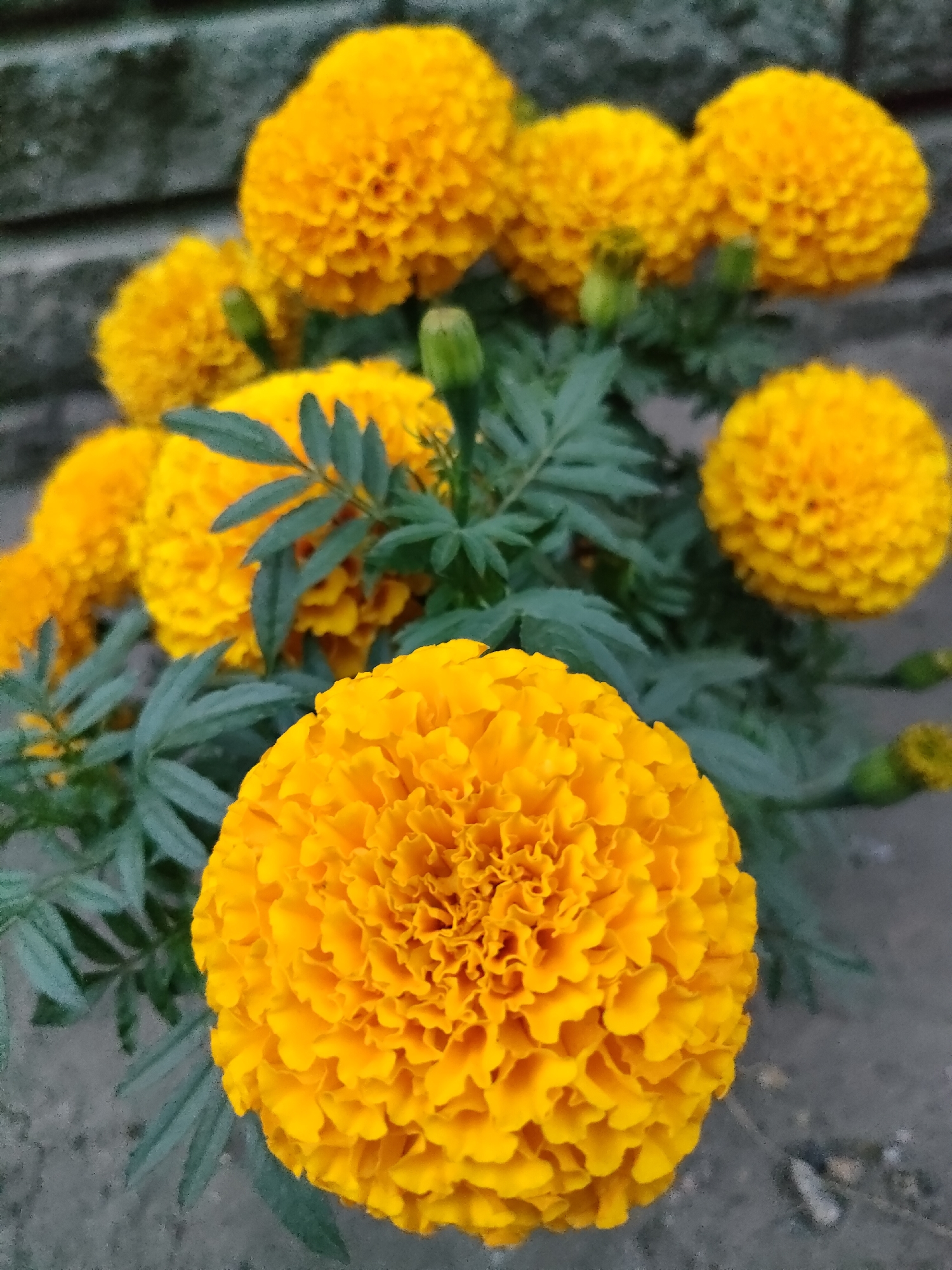 The image shows a close-up of a cluster of bright orange marigold flowers. The flowers are in various stages of bloom, with some fully open and others still budding. The petals are densely packed and have a ruffled texture. Dark green, feathery leaves are visible amongst the flowers. The background is a dark, textured surface, possibly a wall or pavement, with a hint of green foliage in the upper left corner. The lighting is natural, casting soft shadows. There are no people or animals visible in the image. The image does not contain any information that would allow for the determination of its location in Barnaul, Russia.