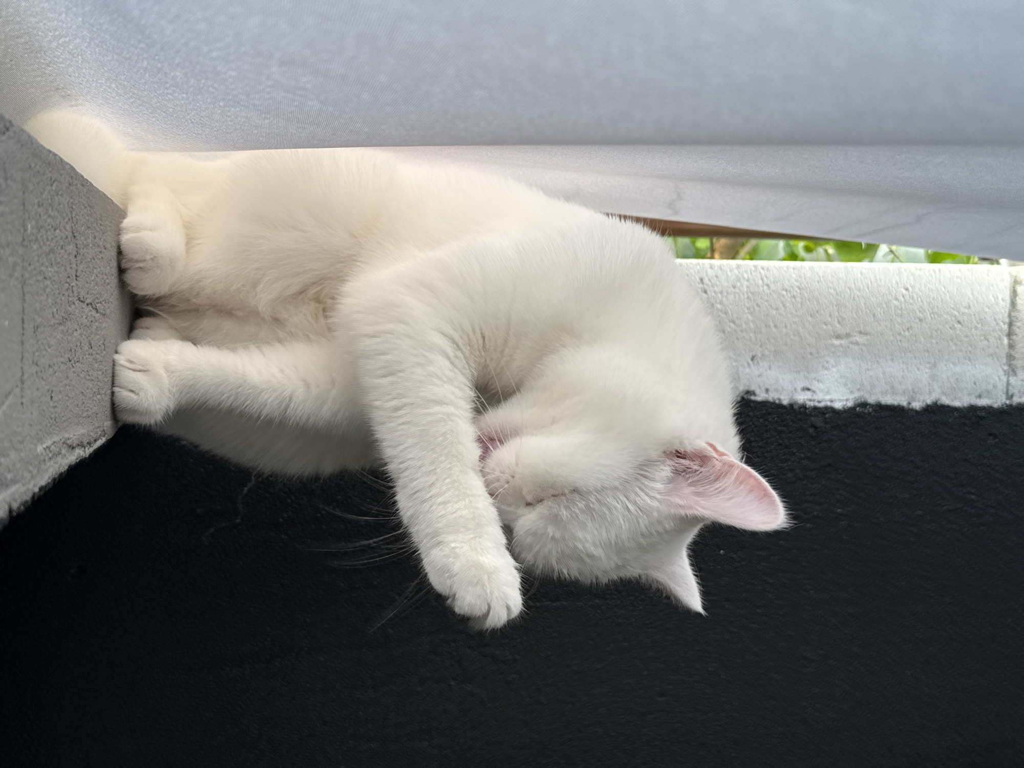 A fluffy white cat is sitting on a ledge, cleaning its face with its paw. The cat's eyes are closed, and its tongue is slightly visible as it licks its paw. The background is divided into two parts: on the left, a light-colored curtain; on the right, a dark, textured wall. Green foliage is visible through a gap between the curtain and the wall, suggesting an outdoor or window setting. The lighting is soft, creating a gentle ambiance.