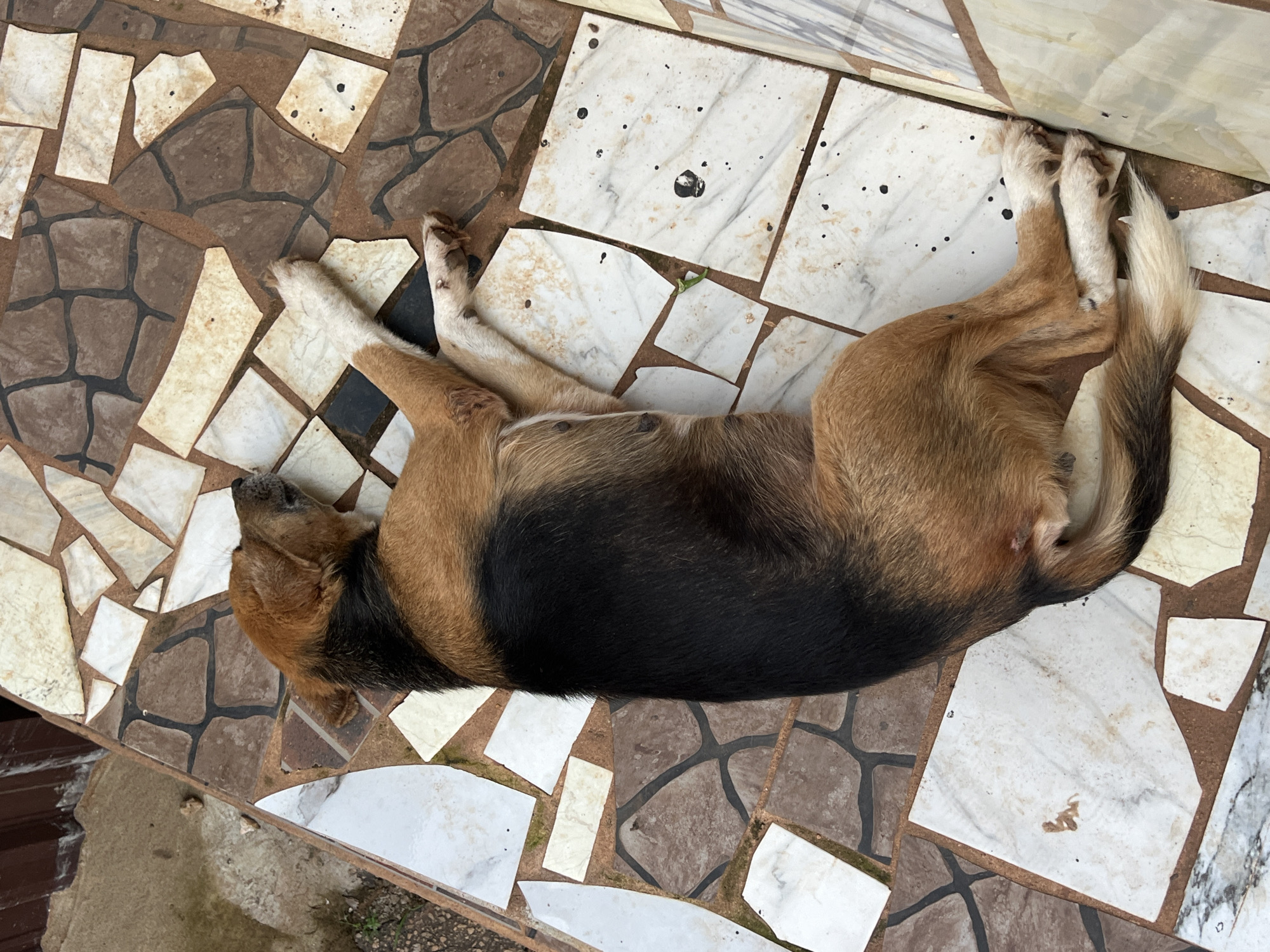 In Nkpor, Nigeria, a medium-sized dog with brown and black fur is lying on a mosaic tiled surface. The dog is resting on its side, with its head turned away from the camera, and its legs are splayed out. The mosaic tiles are of various shapes and colors, including brown, white, and beige, with some dark grout lines. The background shows a dirt area with some greenery and a brown wooden structure. The overall scene depicts a peaceful moment of a dog resting outdoors on a patterned tiled surface.