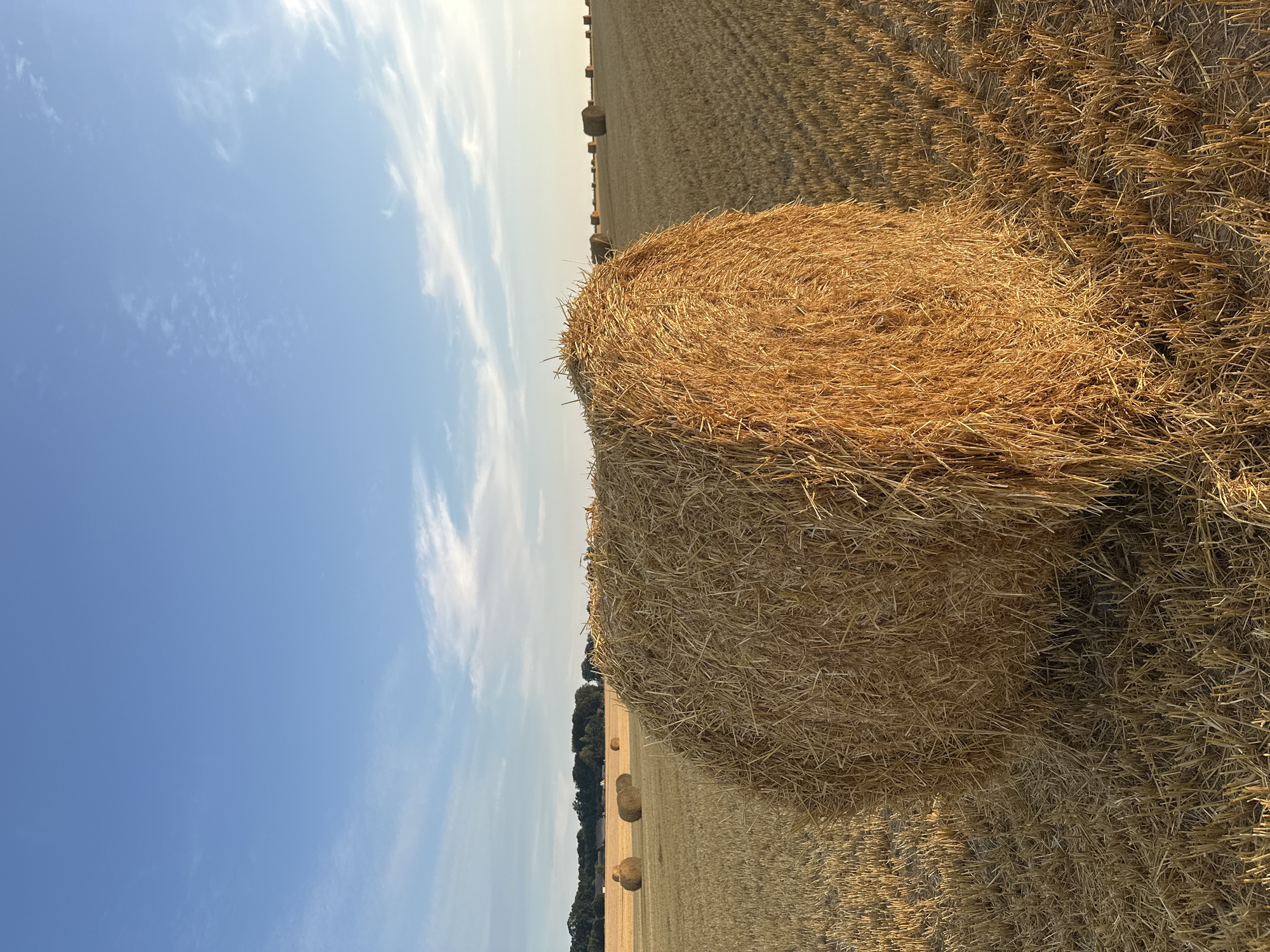 A landscape photograph depicts a field of harvested wheat, with numerous round bales of hay scattered across the golden stubble. The foreground is dominated by a large, tightly packed bale of straw, illuminated by the warm light of the setting sun. In the middle ground, several more hay bales are visible, receding into the distance where a line of trees forms the horizon. The sky above is a clear, pale blue, with wispy white clouds present, particularly towards the upper right quadrant of the image. The overall scene suggests a rural setting, likely in the countryside surrounding Alvimare, France, given the context provided, during the harvest season. There are no people or animals visible in the image, and no specific actions or interactions are taking place. The environment is one of agricultural activity and natural beauty.