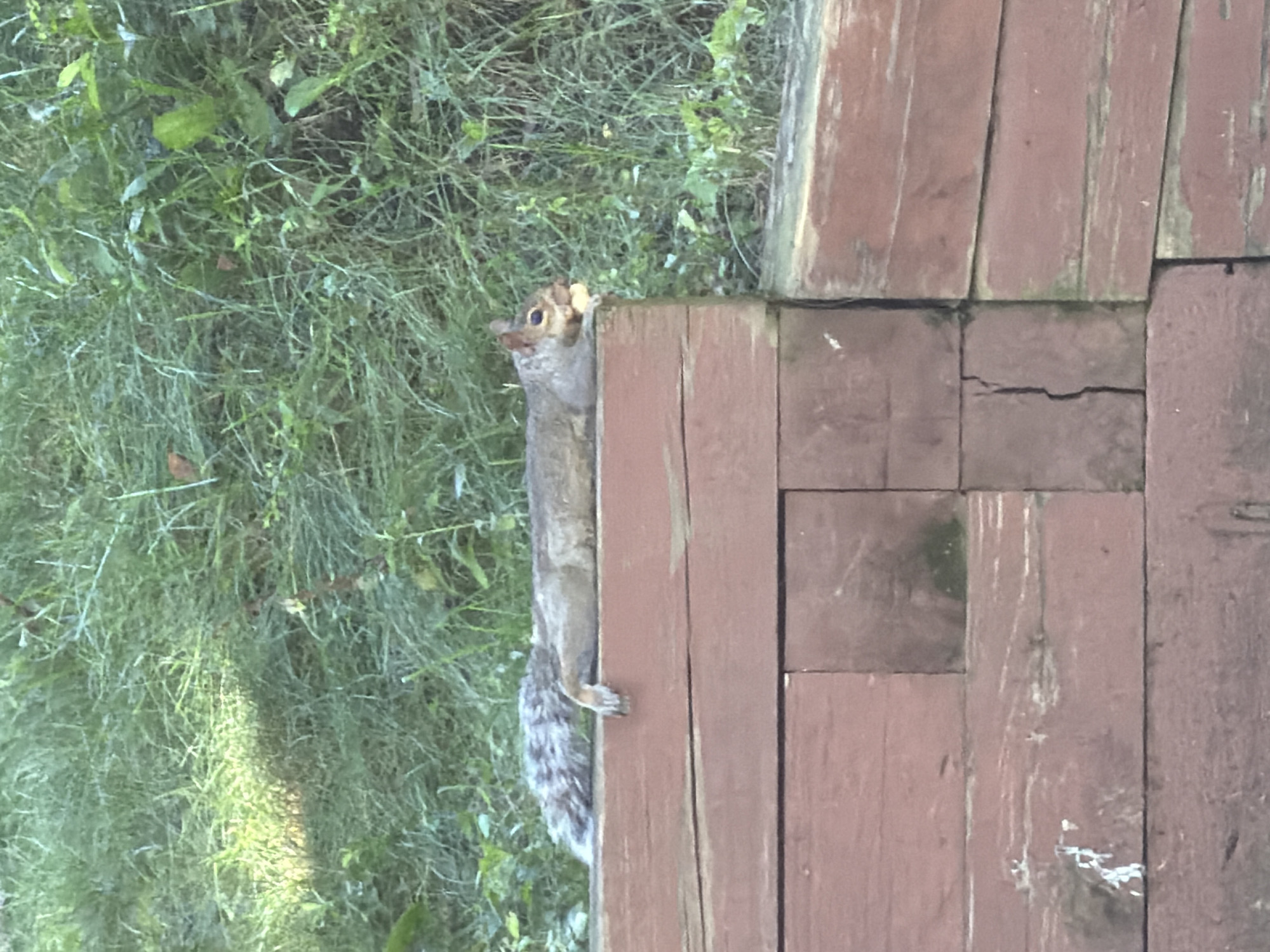 A gray squirrel is lying on its stomach on a reddish-brown wooden retaining wall. The squirrel is facing to the right and has a light-colored object, possibly food, in its mouth. Its tail is bushy and gray with white tips. The retaining wall is made of horizontal wooden planks. Behind the wall, there is green grass and foliage, which appears to be an outdoor setting. The image does not contain information about the city of Pittsburgh or the United States of America.