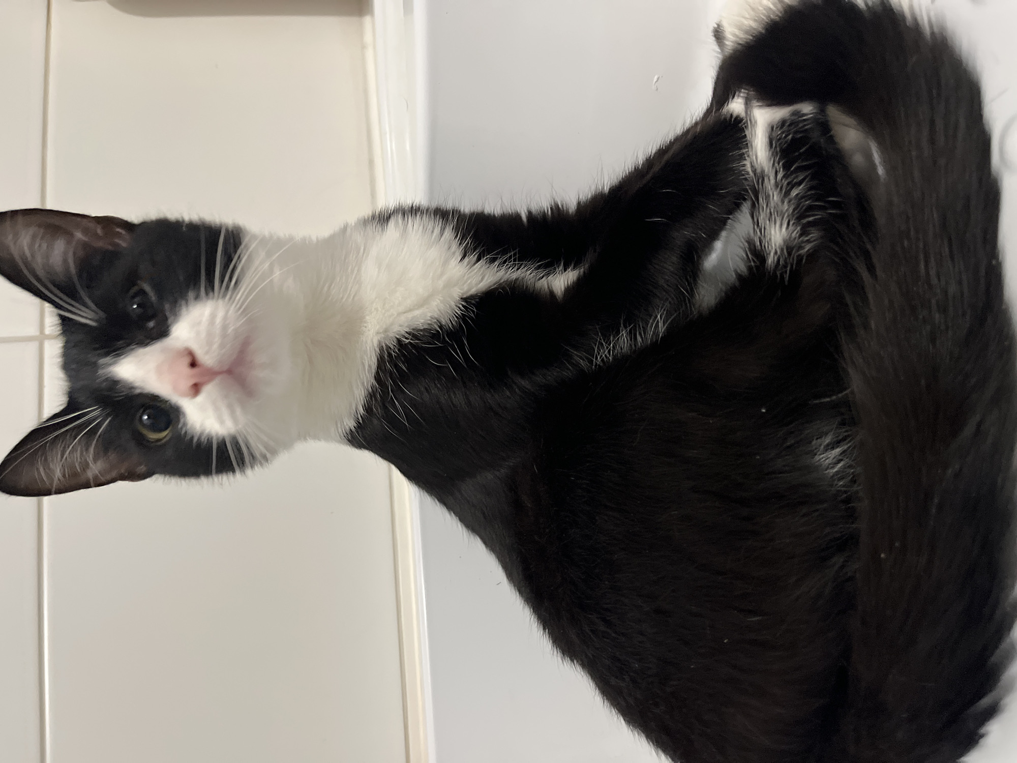 A black and white cat is lying down in a white, shallow container. The cat is predominantly black with white markings on its face and chest. The cat's head is turned toward the viewer, and its eyes are open. The background consists of a white tiled wall and the edge of the white container. The image does not depict Saint Petersburg, Russia.