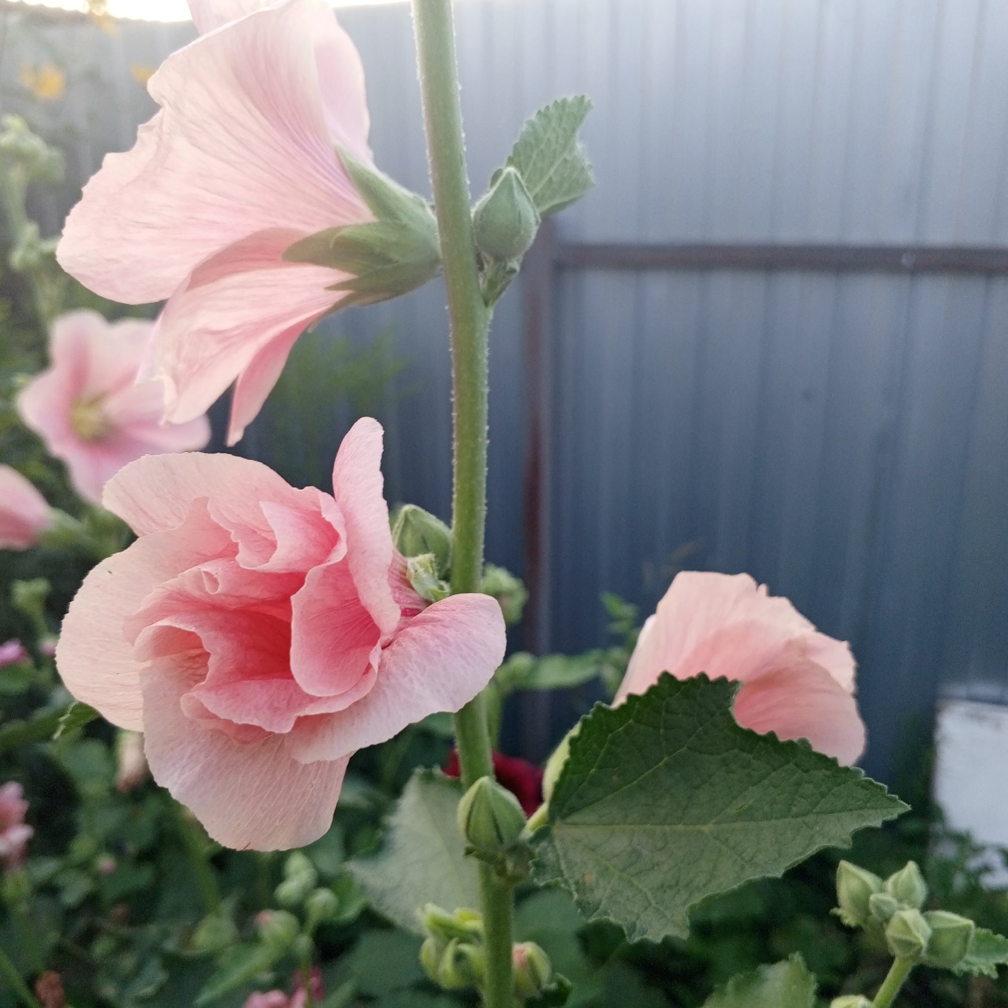 The image shows a close-up view of pink hollyhock flowers and buds in a garden setting. The flowers are soft pink with delicate, crinkled petals. One prominent flower in the foreground is partially opened, revealing its ruffled interior. To the left, another flower is fully open, its petals glowing in the sunlight. Several green buds are visible on the stalk, some clustered together. The background features a blurry grey fence made of vertical corrugated metal panels, suggesting an urban or suburban environment. Lush green foliage from the plants fills the lower part of the frame, creating a natural backdrop. The lighting suggests it is either early morning or late afternoon, with soft sunlight illuminating the scene. The overall impression is one of natural beauty and tranquility, with the flowers as the focal point. The location is identified as Sayanogorsk, Russia.