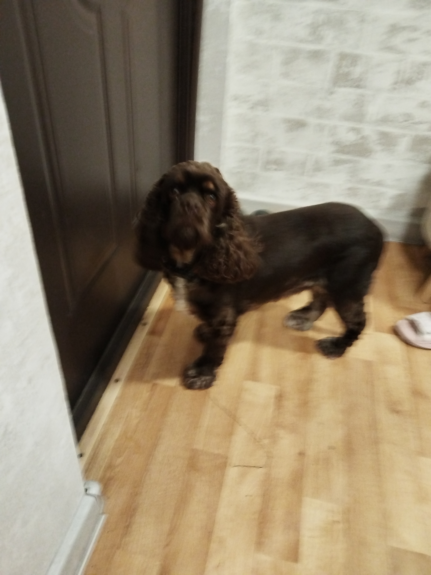 A brown English Cocker Spaniel dog is standing on a wooden floor next to a dark brown door. The dog is facing left and appears to be looking at the camera. The background consists of a light-colored brick wall. The scene is indoors, possibly in a home or apartment, in the city of Roschynsky, Russia.