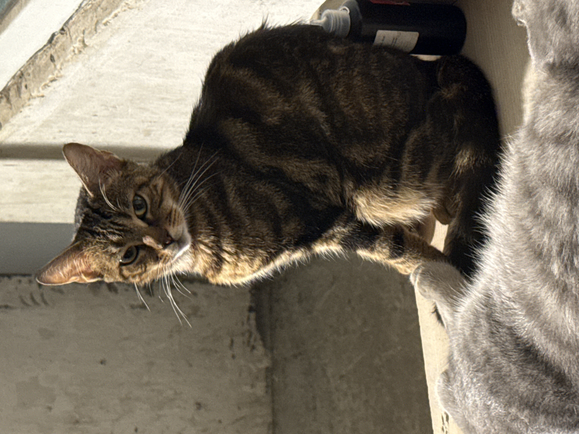 The image depicts a domestic shorthair tabby cat sitting upright on a beige ledge, with its body angled towards the right. The cat has distinct dark brown and black stripes against a lighter brown background. Its eyes are open, and it is looking directly at the camera with a neutral expression. To the left of the tabby cat, another cat, appearing to be a grey and white domestic shorthair, is lying down, with only its back and tail visible. In the background, a rough concrete wall forms the left side of the frame, while a lighter, textured concrete surface with a subtle texture and a horizontal ledge runs across the top and right side. A dark bottle with a white cap, possibly a cleaning product or medicine, is positioned on the right side of the ledge, behind the tabby cat. The scene appears to be outdoors, possibly on a balcony or patio. The lighting suggests a sunny day, casting shadows and highlighting the textures of the environment and the cats' fur. Based on the architectural style of the concrete elements, the setting could be in a residential or industrial area within the city of Baku, Azerbaijan.