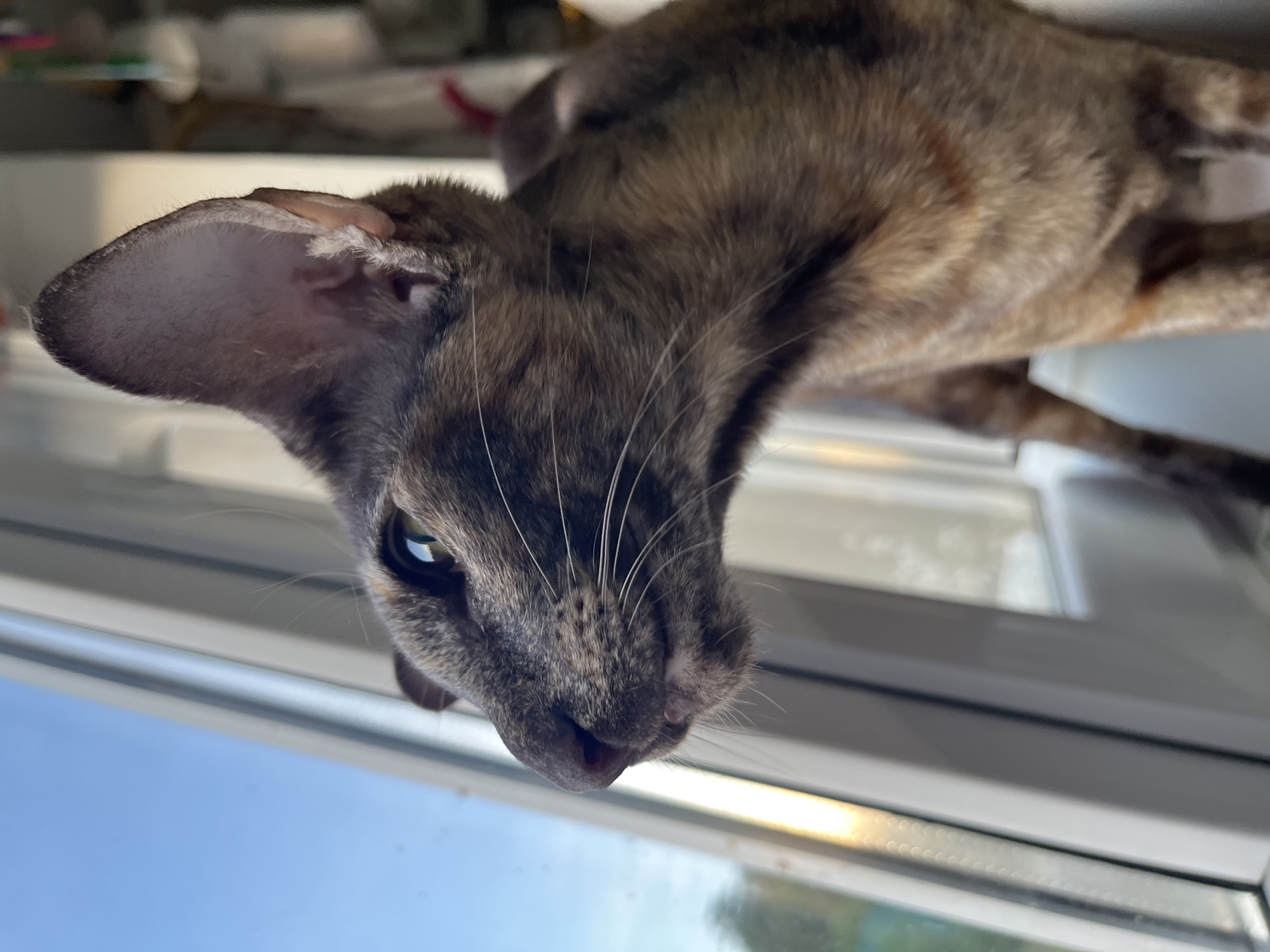 An close-up shot captures the head and upper body of a slender, short-haired cat looking downwards into the frame. The cat, likely an Oriental Shorthair or a related breed, has large, prominent ears, a lean face, and green eyes. Its fur displays a distinct tortoiseshell or tabby pattern with shades of brown, black, and hints of orange or cream, particularly visible on its body and face. Long white whiskers protrude from its muzzle.
The cat appears to be positioned on a window sill or ledge, looking down and slightly towards the viewer. Below the cat, a clean, bright blue sky is visible, indicating clear, daytime weather. A white or light-colored window frame or sill separates the indoor scene from the outdoor sky. The lighting is natural and bright, highlighting the cat's features. The perspective is from below the cat, creating an engaging and curious gaze from the animal. No visible text is present in the image. The setting is an indoor location in Chaikovsky, Russia, with a clear view of the sky outside.