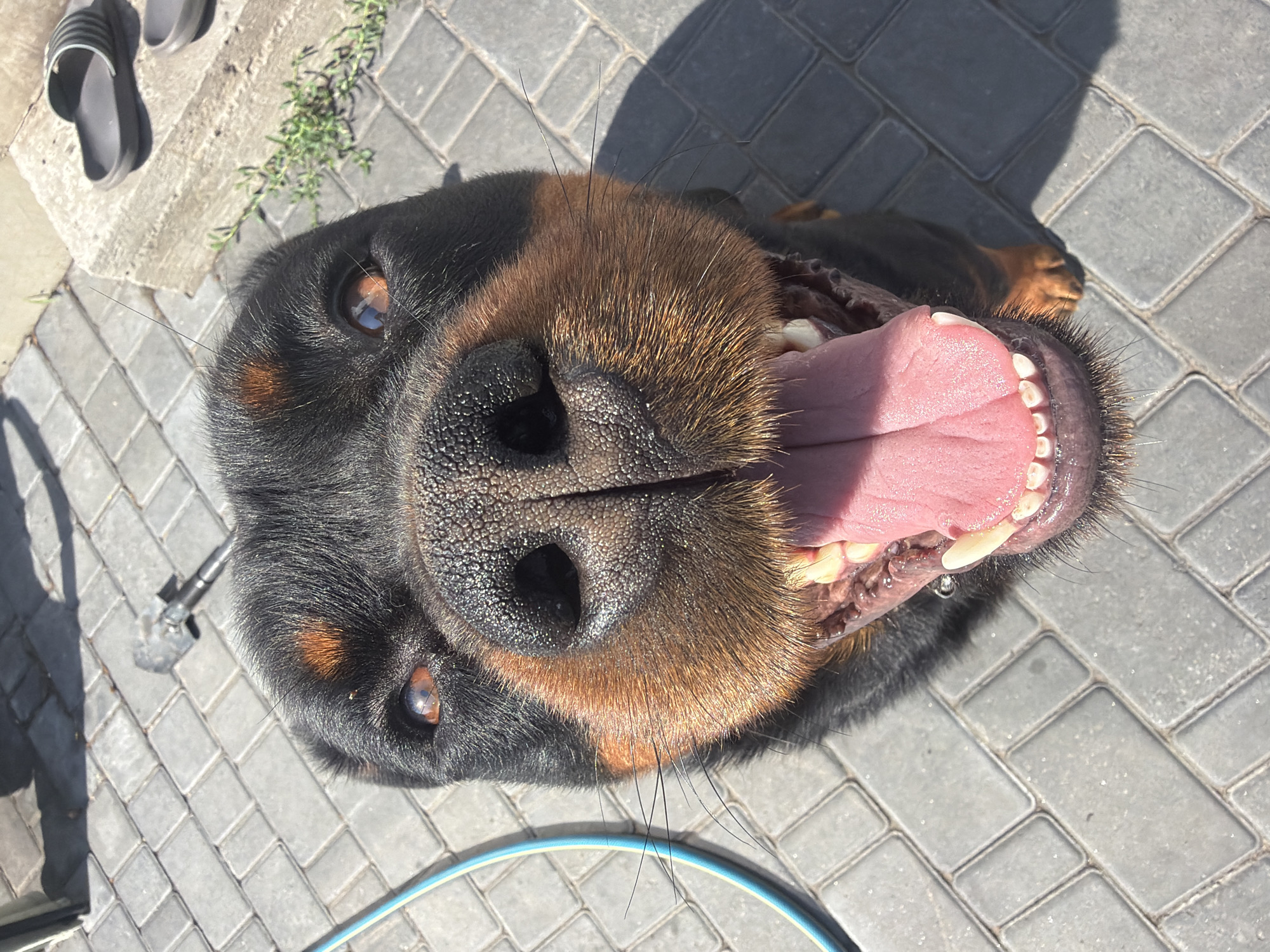 An extreme close-up shot shows the face of a Rottweiler dog from a low angle, with its mouth wide open and tongue hanging out. The dog's wet black nose with textured skin is prominent, and its dark brown eyes are visible, reflecting light. The dog has characteristic tan markings above its eyes and on its cheeks. Its teeth are visible, and its pink tongue is large and moist. The background consists of gray interlocking pavers, suggesting an outdoor paved area. To the right of the dog, a concrete step is visible, with two dark-colored sandals resting on it. A thin blue hose runs along the left edge of the frame, positioned on the pavers. Sunlight casts strong shadows, indicating a bright day.