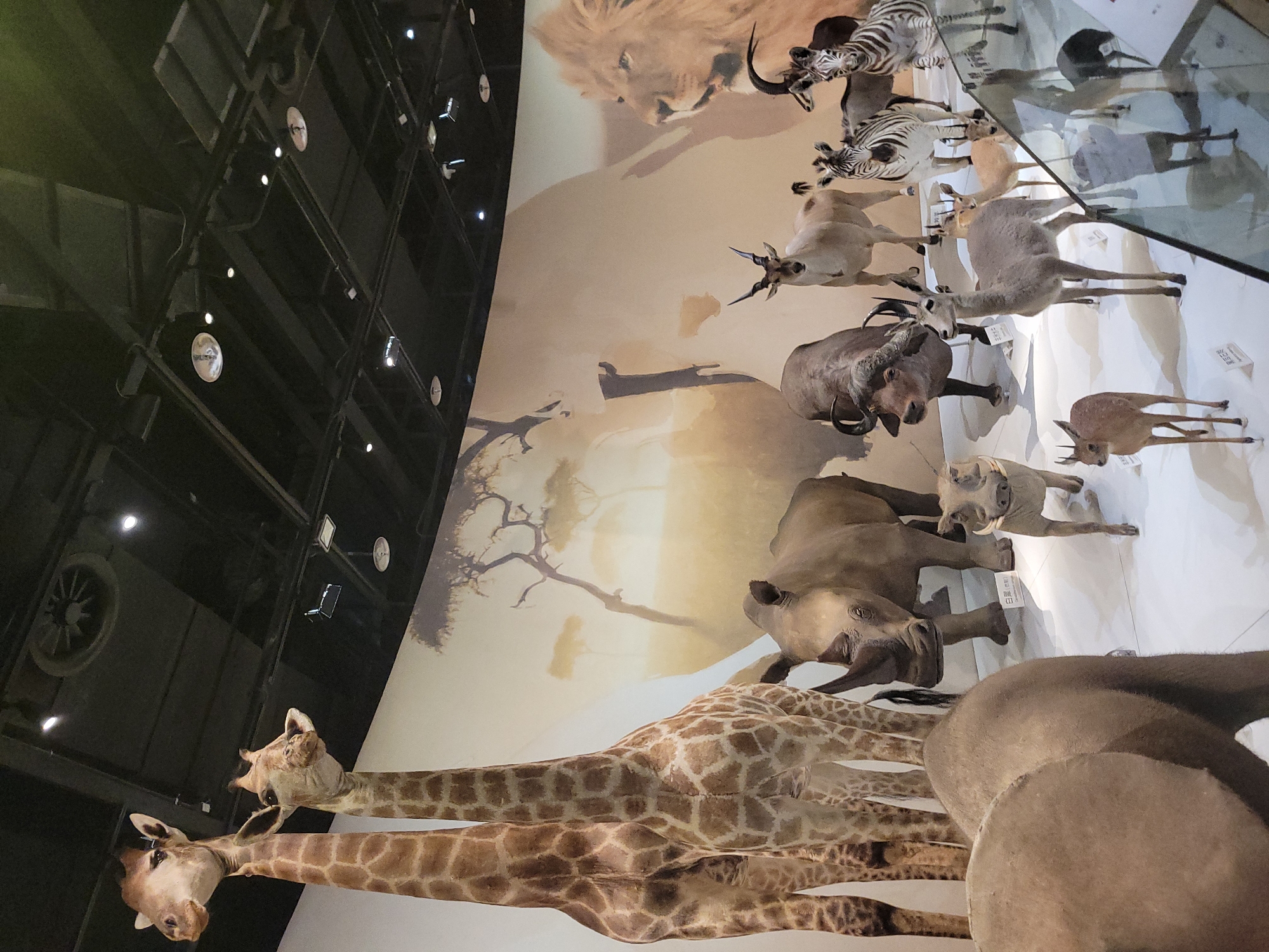 In the city of Qingyang District, China, a museum exhibit showcases a diorama of African wildlife. Two taxidermied giraffes dominate the left side of the frame, their patterned bodies reaching towards the ceiling. In front of them, a taxidermied rhinoceros stands with its horn pointing forward. To the right of the rhinoceros, a taxidermied warthog is positioned low to the ground. A herd of various antelopes and zebras are arranged behind the rhinoceros and warthog. A large taxidermied buffalo is also present, with impressive horns. In the background, a mural depicts an African savanna scene with acacia trees and the silhouette of a lion's head. The exhibit is illuminated by overhead lighting, and a glass barrier is visible in the foreground.