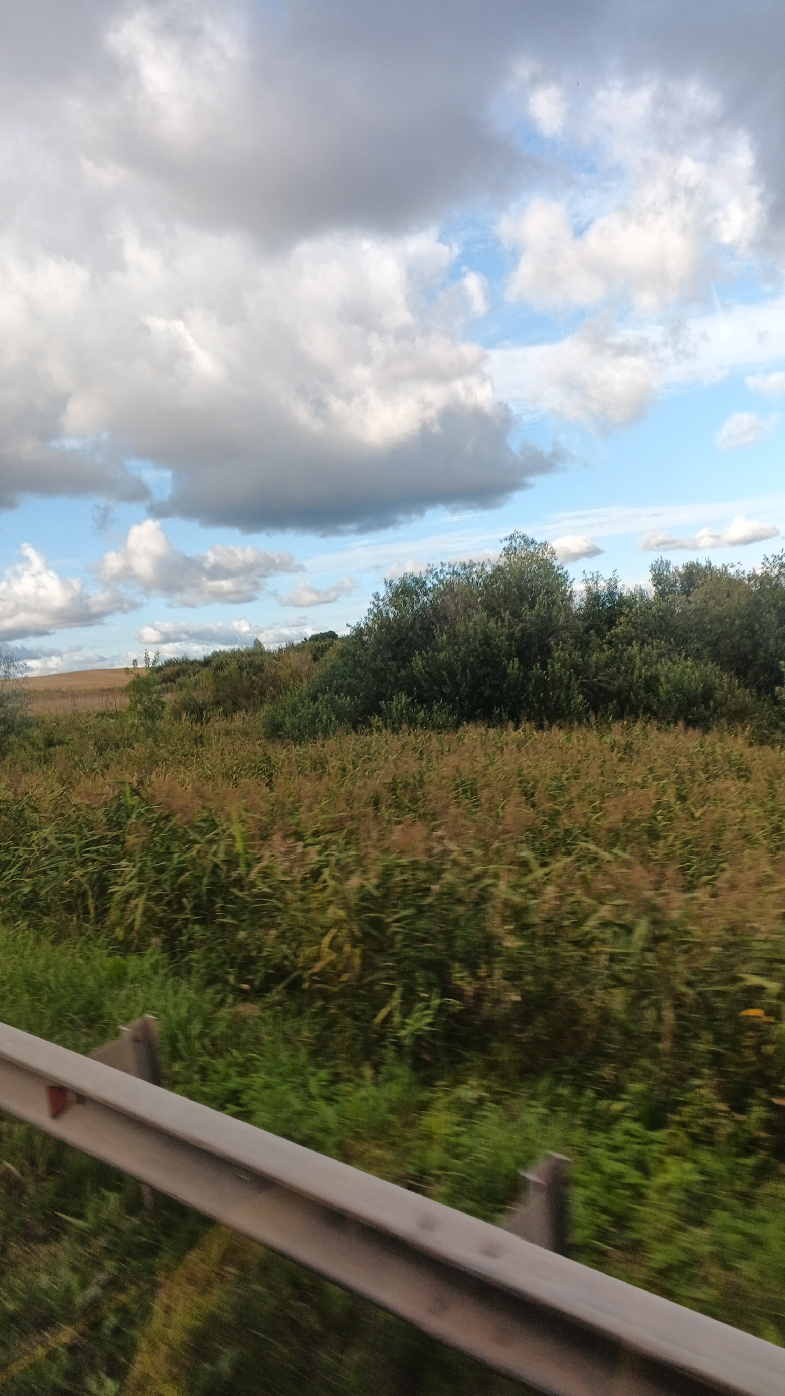 A roadside view captures a landscape under a cloudy sky. In the foreground, a metal guardrail runs diagonally across the bottom of the frame, its surface showing some weathering. Beyond the guardrail, dense vegetation, appearing as tall grasses and bushes, stretches into the midground. These plants exhibit a mix of green and brown hues, suggesting a late summer or early autumn season. Further back, a line of dark green trees forms a backdrop, with a gently sloping field visible on the left behind the trees. The sky above is a mix of blue patches and large, dramatic grey and white clouds, indicating variable weather. The image was taken in the vicinity of the village of Kiyasovo, Russia.