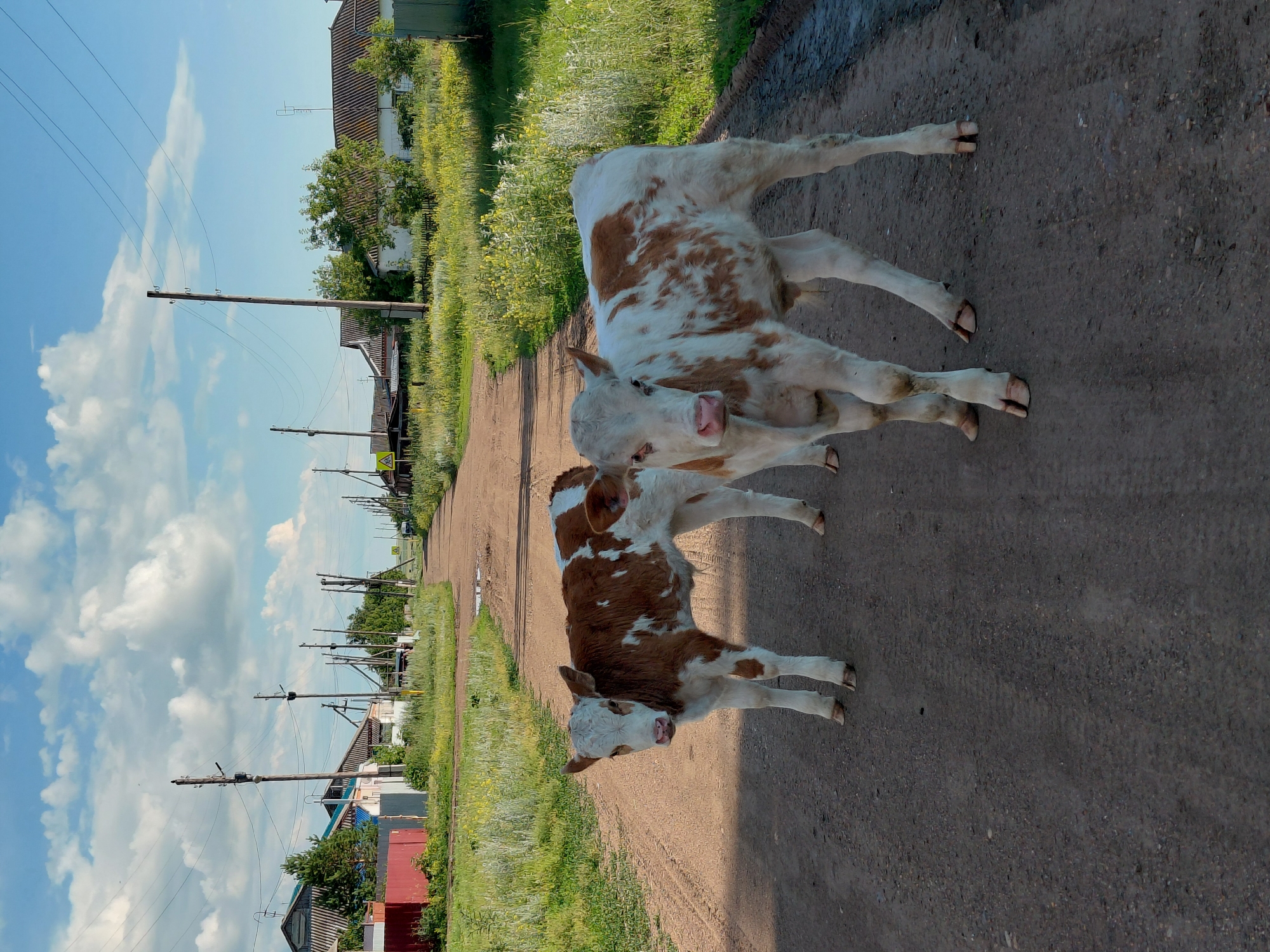 In Tashkazgan, Russia, two young cows, one predominantly white with brown patches and the other a mix of brown and white, stand on a dirt road. The road is bordered by green grass and wildflowers, with houses and power poles lining the sides. The sky above is blue with scattered white clouds.