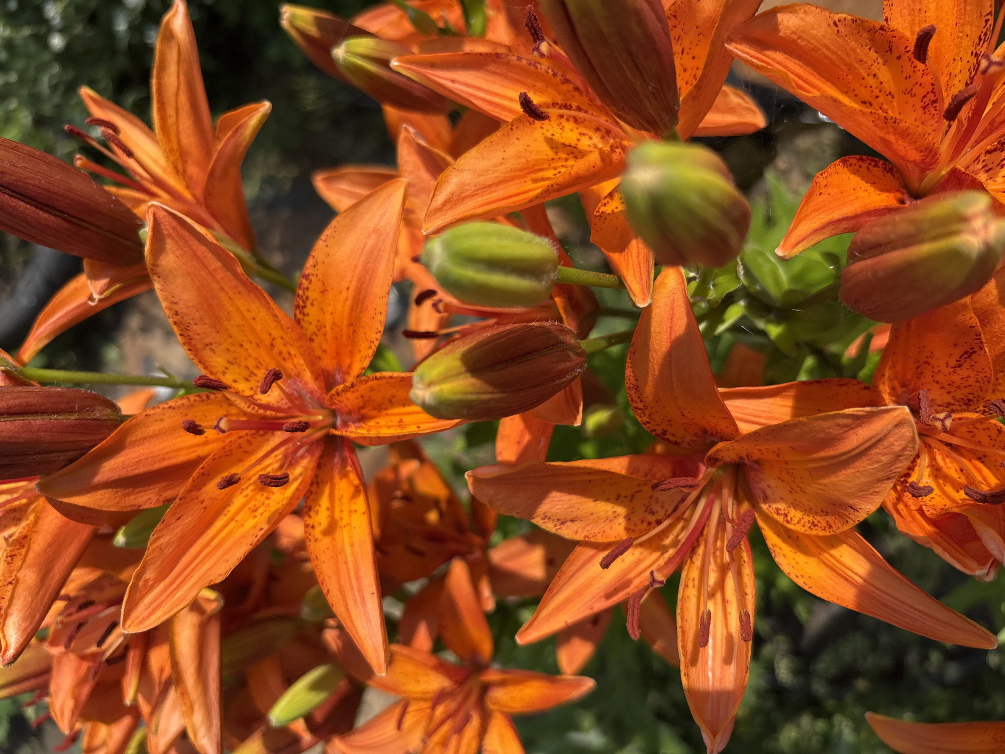 A close-up shot captures a cluster of vibrant orange lilies in bloom. The flowers feature six pointed petals, each speckled with dark reddish-brown spots. In the center of each open bloom, dark stamens are visible. Several lily buds, in various stages of development, are interspersed among the open flowers. These buds are elongated and pointed, with a greenish-yellow hue. The background is softly blurred, showing hints of green foliage and dappled sunlight, suggesting an outdoor environment. The image composition focuses tightly on the lilies, highlighting their intricate details and bright coloration. The scene is set in Vishnevka, Russia, a location known for its natural beauty and gardens.