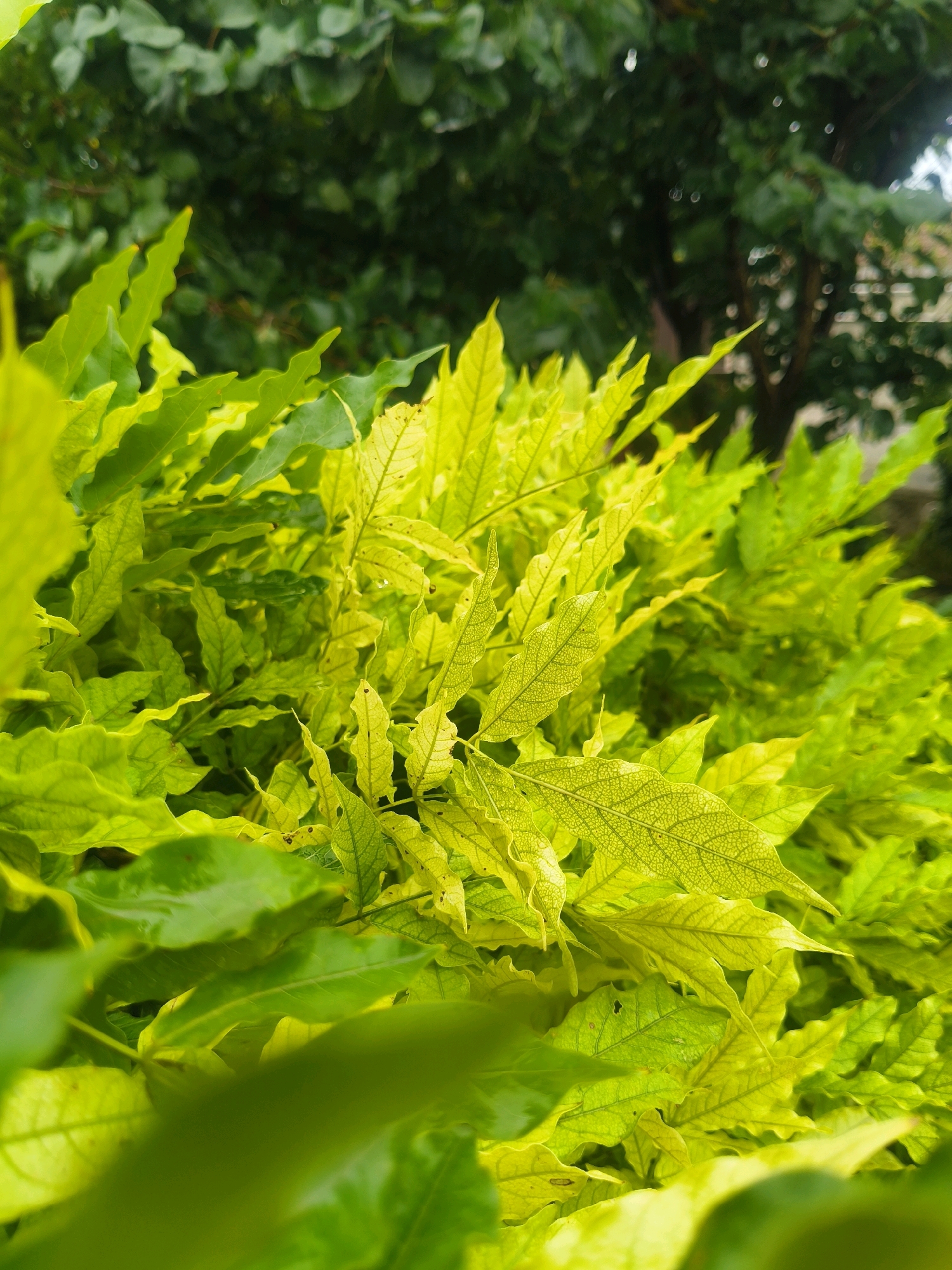 A close-up, eye-level shot captures a dense cluster of vibrant green and yellow leaves. The leaves are serrated and have a delicate, veined pattern. Some leaves are wet, suggesting recent rain. In the background, the foliage of trees is visible, appearing darker and out of focus, indicating a natural setting. There are no people or animals present in the image. The scene is likely outdoors, possibly in a park or garden in Ungheni, Moldova, given the lush vegetation.