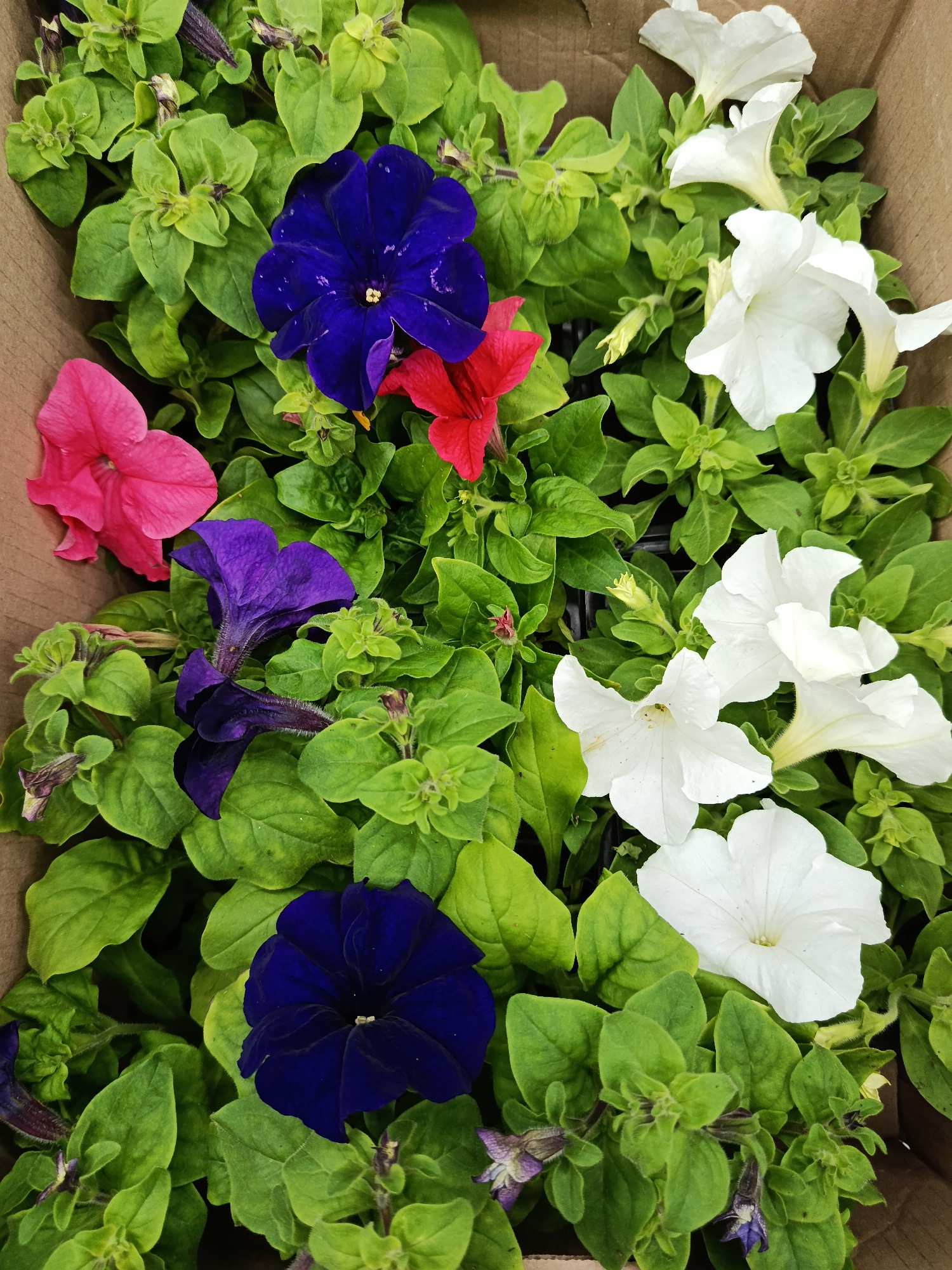 The image shows a box filled with petunia plants in various colors: white, pink, red, purple, and dark blue. The plants are densely packed, with numerous green leaves visible between the flowers. The box appears to be made of cardboard. The location is not discernible from the image.