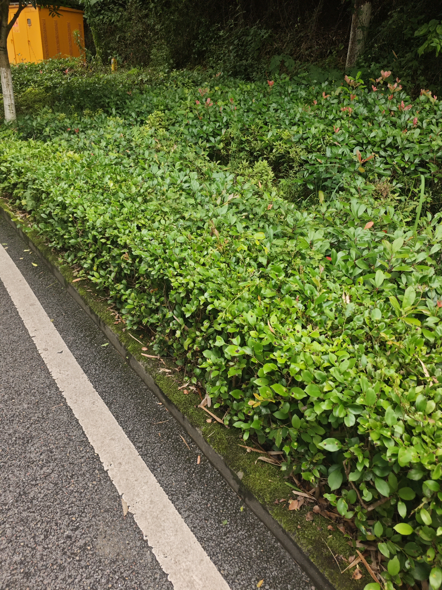 This is an outdoor, ground-level, medium shot image taken in the city of Chongqing High-tech Zone, China. The scene depicts a roadside with a white line painted on dark asphalt. To the right of the road is a curb covered in moss, with a dense hedge of green shrubs and some plants with reddish new growth. In the background, to the left, is a bright yellow electrical or utility box. The overall environment is green and somewhat overgrown.