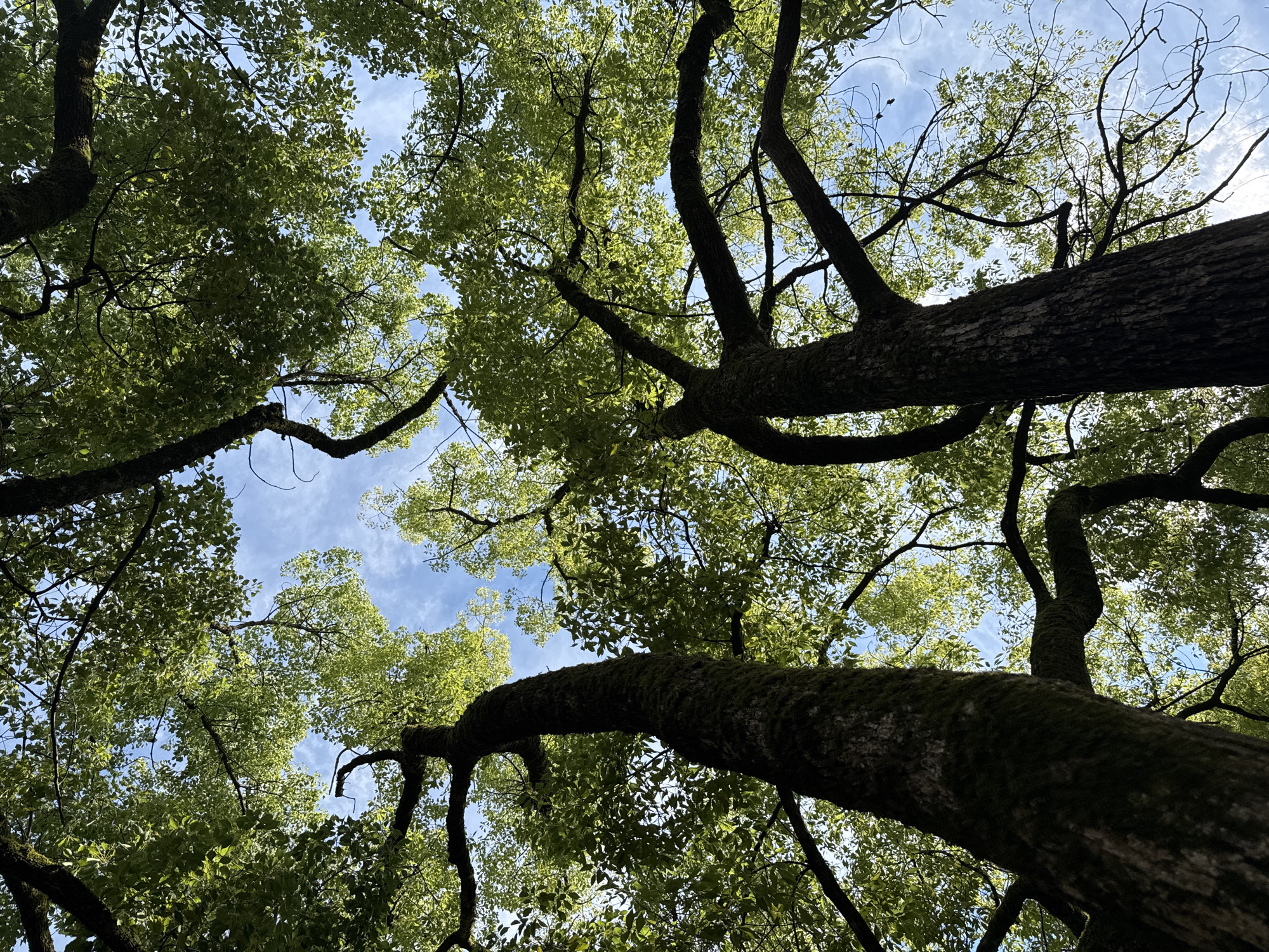 This is a low-angle, outdoor shot of lush green trees against a bright blue sky with scattered white clouds. The image appears to be taken in a park or forest area. The trees are tall and leafy, with branches extending upwards and outwards, creating a canopy that partially obscures the sky. The bark of the trees is textured and appears somewhat mossy. The lighting suggests it is daytime, possibly late morning or early afternoon. There are no people or animals visible in the frame. The overall impression is one of natural beauty and a peaceful outdoor setting. Without additional information, pinpointing the exact location in Sochi, Russia is not possible from the image alone.