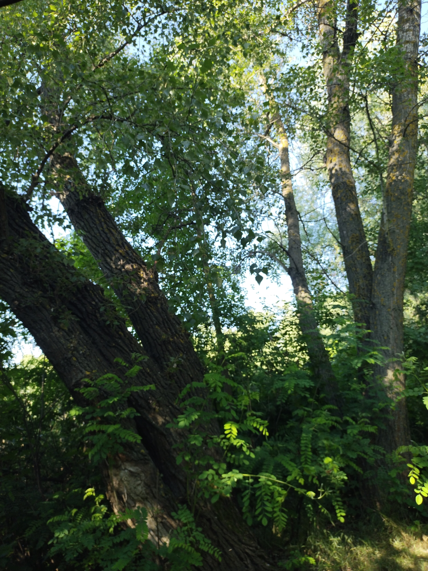 A low-angle, full shot captures a dense forest scene with a focus on the textured bark of large trees and the vibrant green foliage. The light filtering through the leaves creates dappled patterns on the tree trunks, hinting at a sunny day. In the background, other trees and undergrowth contribute to the lush, natural environment. The image appears to depict a section of the city of Horishni Plavni, Ukraine, likely in a park or wooded area. There are no people or animals visible in the frame. The overall impression is one of a tranquil and verdant natural setting.