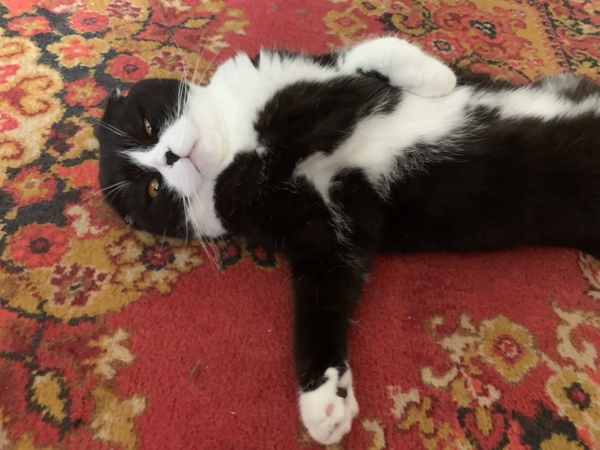 A black and white cat lies on its back on a red rug with a floral pattern. The cat's eyes are open and it is looking upwards. Its left paw is extended to the side and rests on the rug. Its right paw is bent and rests on its chest. The rug is ornate, with intricate designs in shades of red, yellow, and black. The image was taken in Panteleevka, Russia.