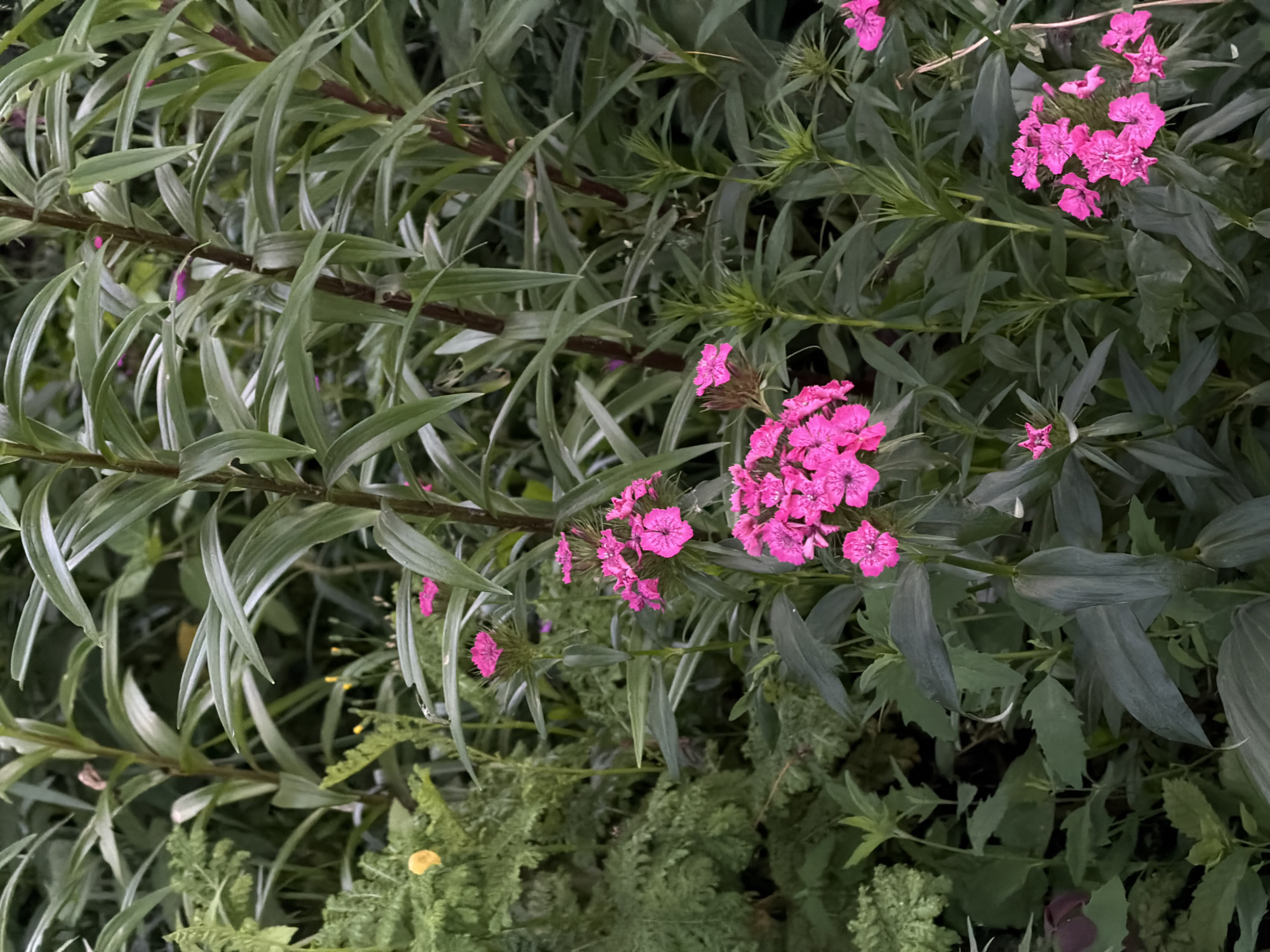 This is a close-up, vertical, medium shot of a cluster of bright pink dianthus flowers with dark green foliage. The flowers are the focal point of the image, with their intricate petal structures clearly visible. The background consists of a dense arrangement of various green plants, creating a lush, garden-like environment. There are no people or animals present in the image. The lighting suggests an outdoor setting, possibly in a park or garden, during daylight hours. The image does not provide any specific information that would place it in Chaikovsky, Russia, or any other city.