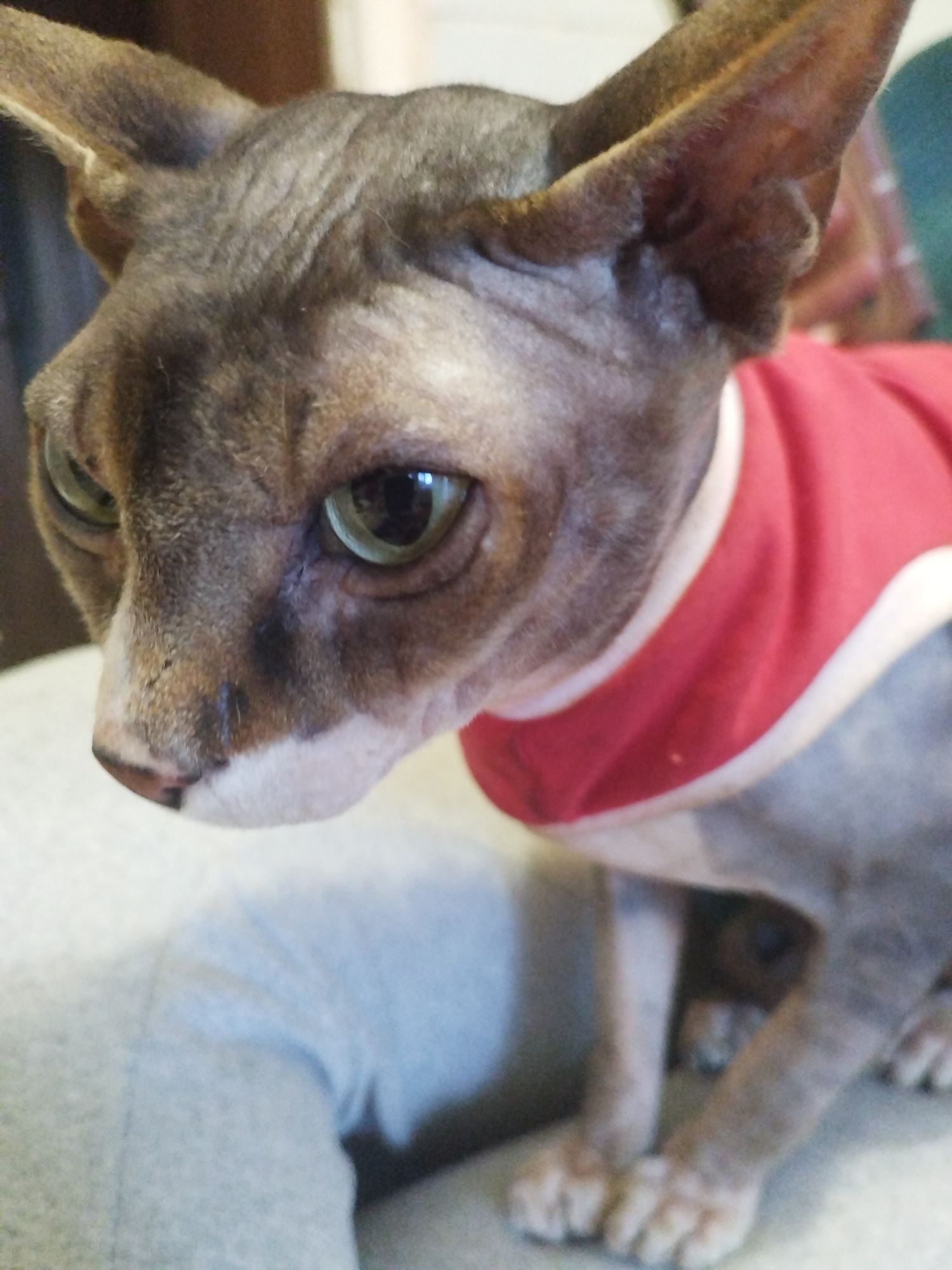 A close-up, head-and-shoulders shot captures a hairless cat with large, expressive ears and prominent cheekbones. The cat's skin is a mottled grey with darker tabby markings on its face and ears. Its eyes are a striking green, wide open and looking to the left of the frame. The cat is wearing a red and white trimmed garment that covers its chest and upper body. The background is blurred, suggesting an indoor setting, with hints of warm brown and teal colors. The cat appears to be resting on a light-colored surface, possibly a piece of clothing or furniture. The lighting is soft, highlighting the texture of the cat's skin and the reflective quality of its eyes.