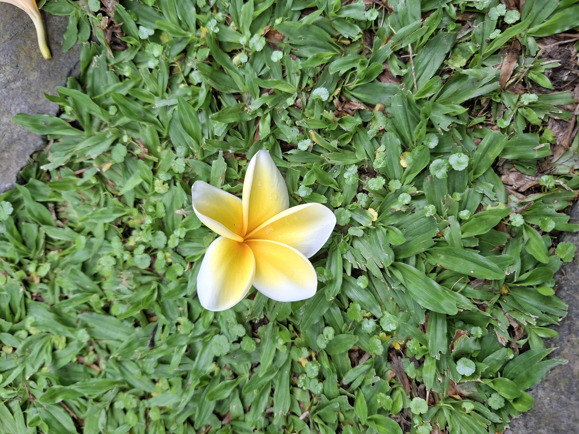 A top-down shot shows a single, five-petal plumeria blossom with a yellow center and white edges lying on a bed of vibrant green grass in the Ubud District of Indonesia. The grass appears to be a mix of broad-leafed blades and small, rounded clover-like plants. A section of gray stone borders the grass at the top left and lower right of the frame.