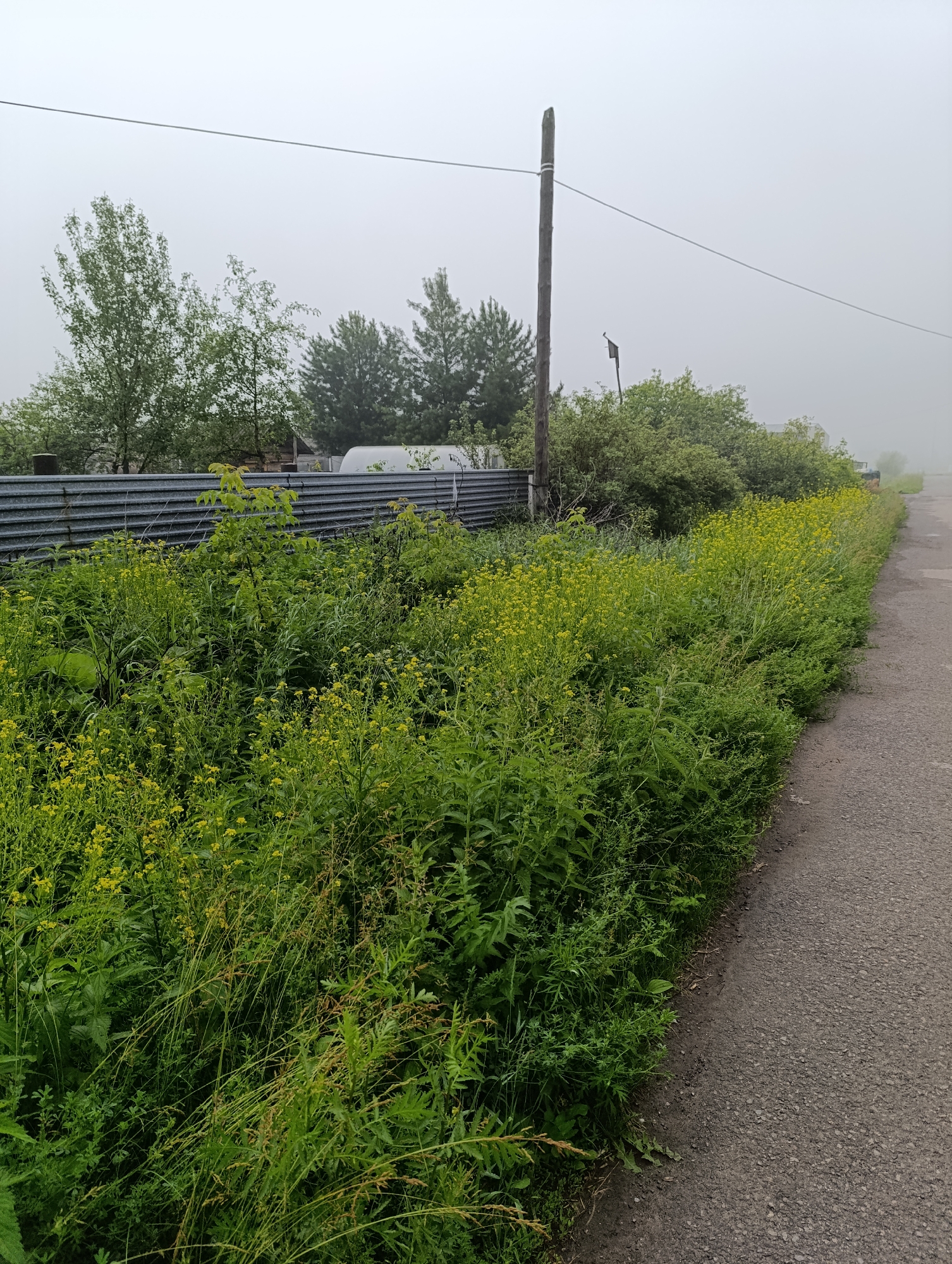 The image shows a rural road in Tugulym, Russia, on a foggy day. A gravel road runs along the right side of the frame, bordered by a dense growth of green foliage and yellow wildflowers. A corrugated metal fence runs along the left side of the road, partially obscured by the vegetation. Behind the fence, trees and a building can be seen through the mist. A wooden utility pole with wires is also visible. The scene is quiet and appears to be an ordinary day in the countryside. There are no people or animals in the frame.
