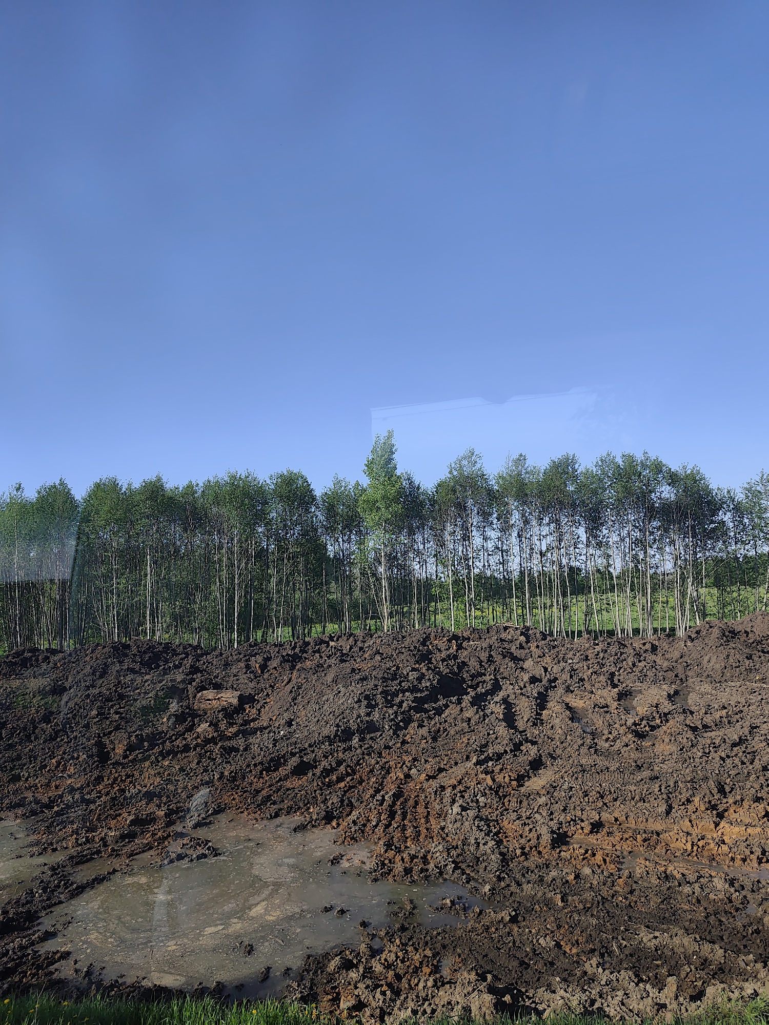The image presents a landscape near Berezka, Russia, featuring a clear blue sky above a row of slender birch trees with green foliage. Below the trees is a large mound of dark brown soil. Puddles of murky water fill depressions in the soil. A small patch of green grass is visible at the bottom edge of the frame. The absence of people or animals suggests a static, undisturbed scene. The image appears to be taken through a window, evidenced by a faint reflection at the top.
