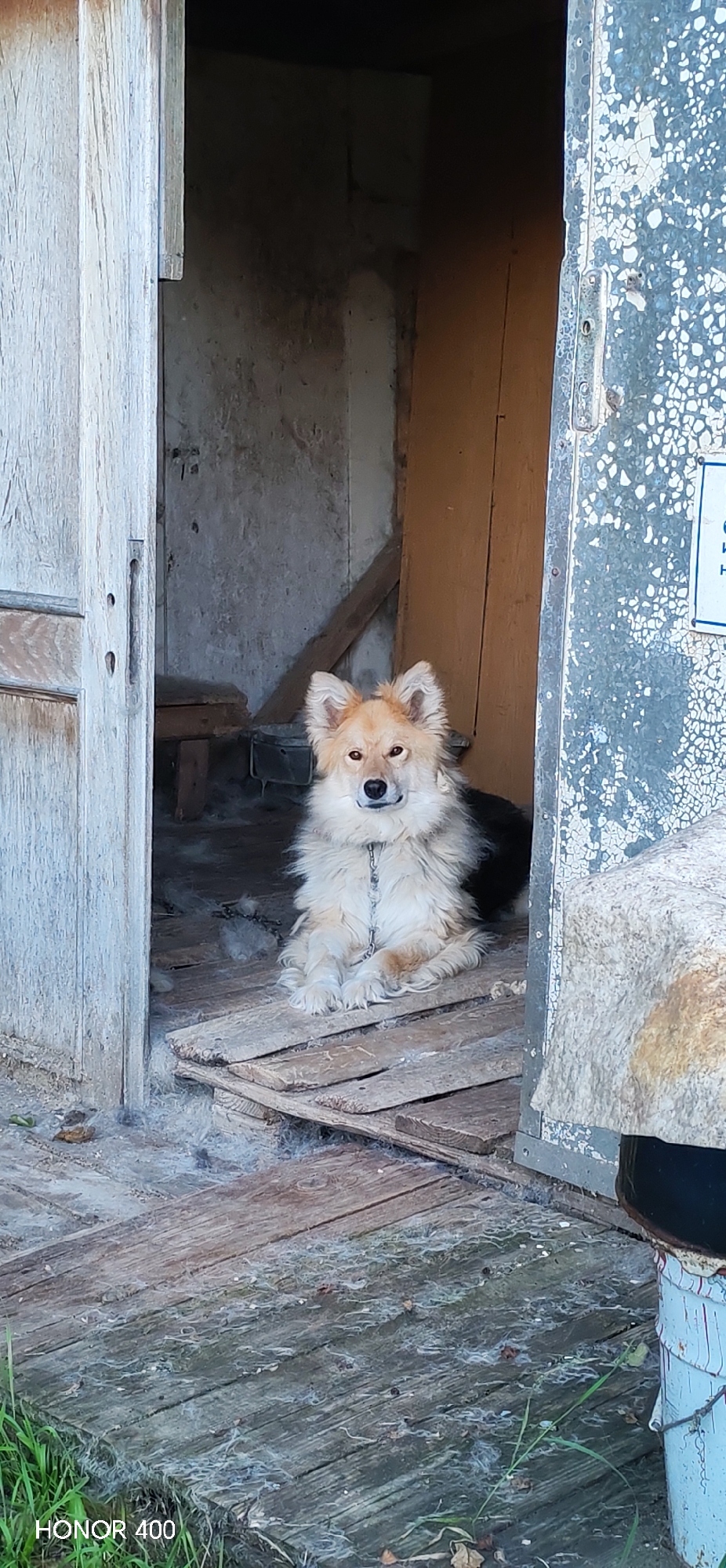 A medium-sized, fluffy dog with cream-colored fur and dark brown markings around its eyes and ears sits on a wooden platform, looking directly at the camera. The dog is wearing a silver chain collar. The dog is positioned in the doorway of a dilapidated wooden structure, possibly an outbuilding or shed. The interior of the structure appears to be dimly lit and cluttered with debris, including loose fur and what looks like nesting material on the floor. The exterior of the structure shows signs of age and disrepair, with weathered wooden walls and a rusted, peeling metal door frame on the right side of the image. The ground in front of the structure is also covered with wooden planks and scattered debris. In the background, there is a glimpse of a wooden bench and a dark, indistinct interior space. The image is captured outdoors, with some grass visible in the lower left corner. The location is specified as Noviy, Russia, though no specific urban features are discernible in the image itself to confirm this.