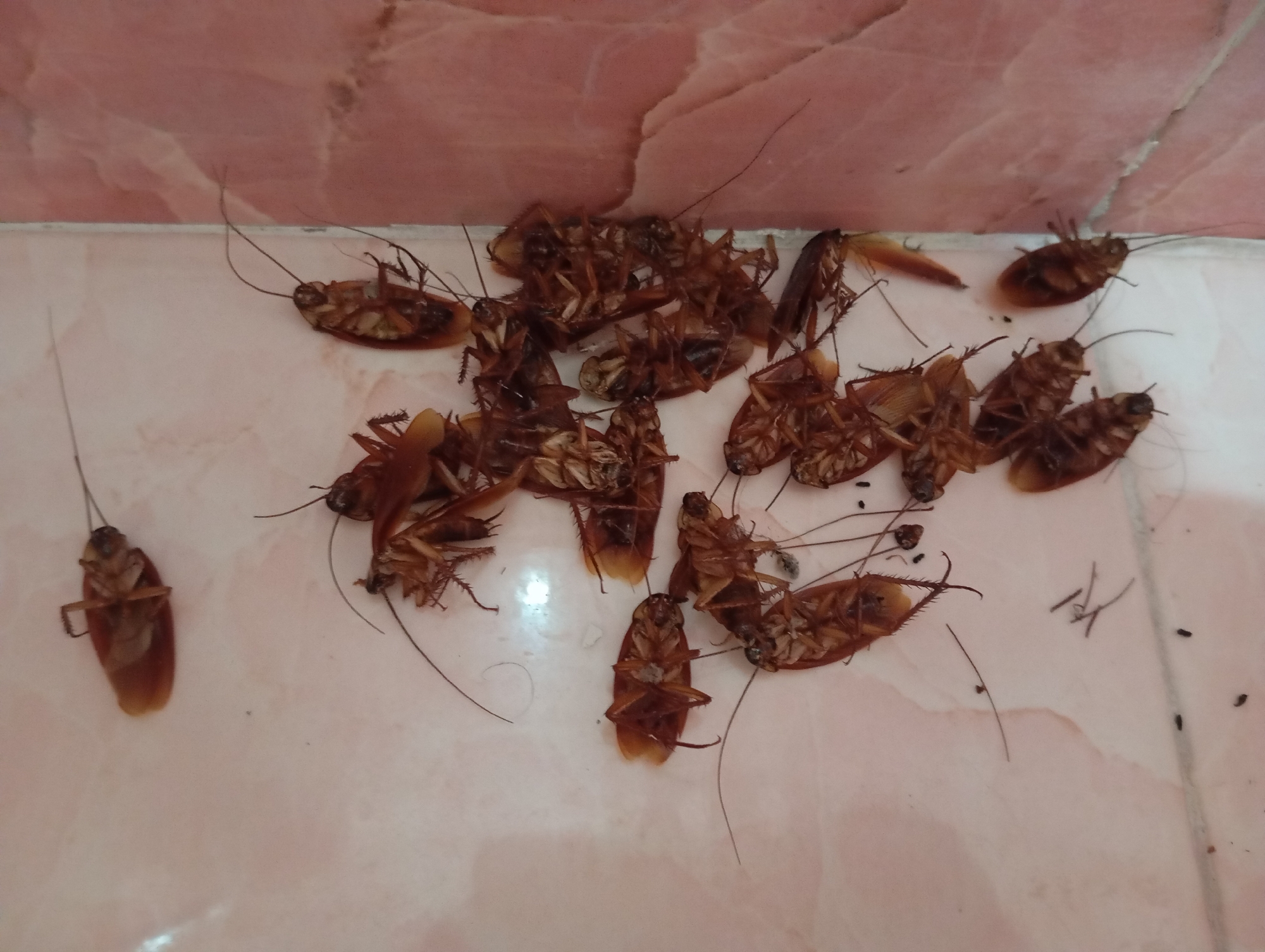 The image shows a cluster of dead cockroaches on a light-colored tiled floor, near a pink tiled wall. The cockroaches are mostly on their backs, with their legs and antennae exposed. Some are in a pile, while others are scattered around. There are also a few small black specks on the floor, which could be dirt or insect droppings. The overall scene suggests a pest infestation that has been dealt with. The location is described as Lassan, Pakistan, but this detail does not appear to be supported by visual evidence within the image itself.