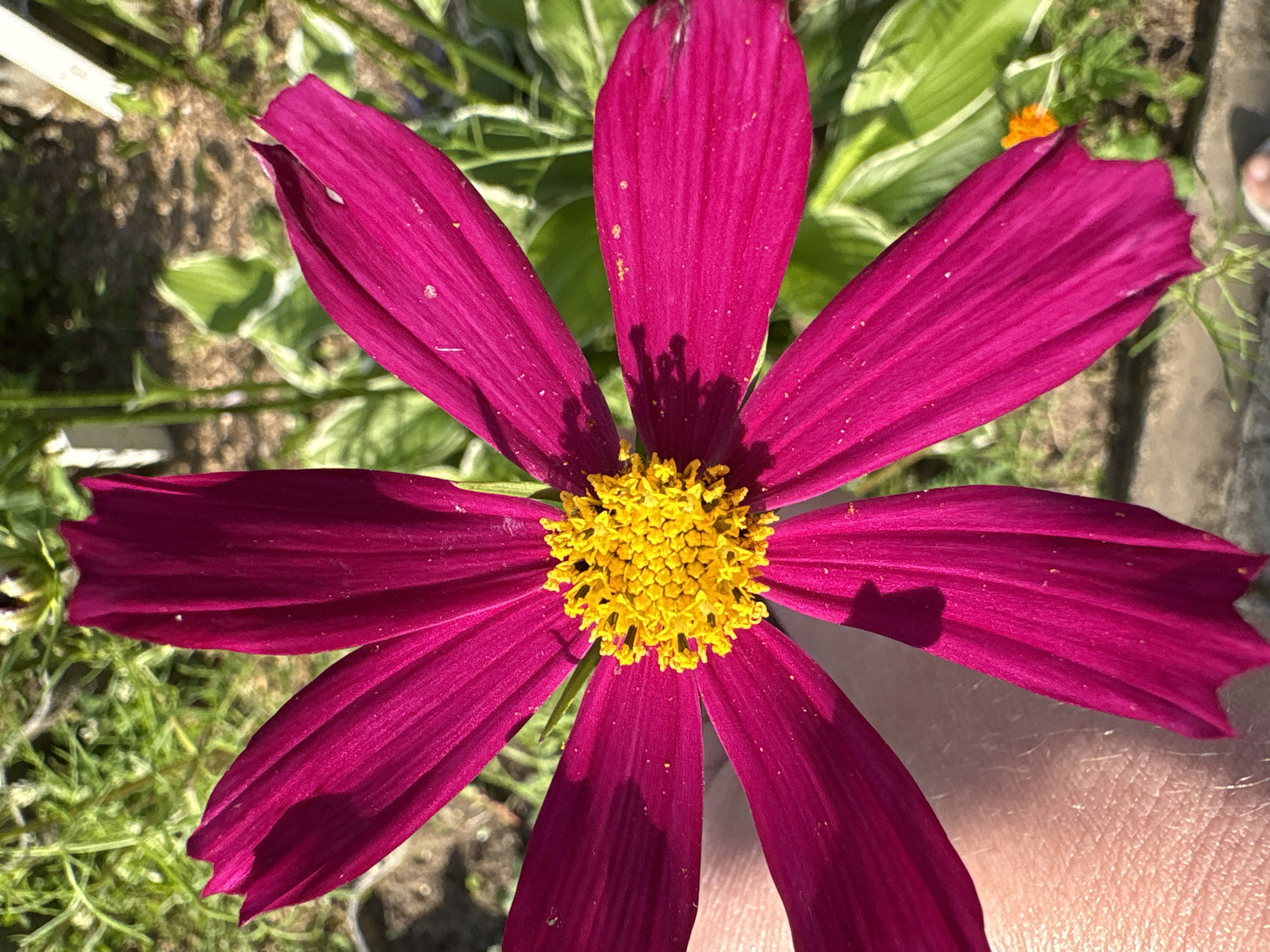 A close-up, overhead shot captures a vibrant, magenta cosmos flower with a bright yellow center. The flower's petals are pointed and exhibit subtle color variations, with some appearing darker due to shadows. The center of the flower is densely packed with small, yellow disc florets. A portion of a person's finger, with visible skin texture and fine hairs, is visible on the lower left side of the frame, gently supporting one of the flower's petals. The background is a blur of green foliage, with hints of other plants and a light-colored stake or post in the upper right. The overall impression is of a bright, sunny day in a garden. The image does not provide any specific details or context related to the city of Ветлужский, Russia.