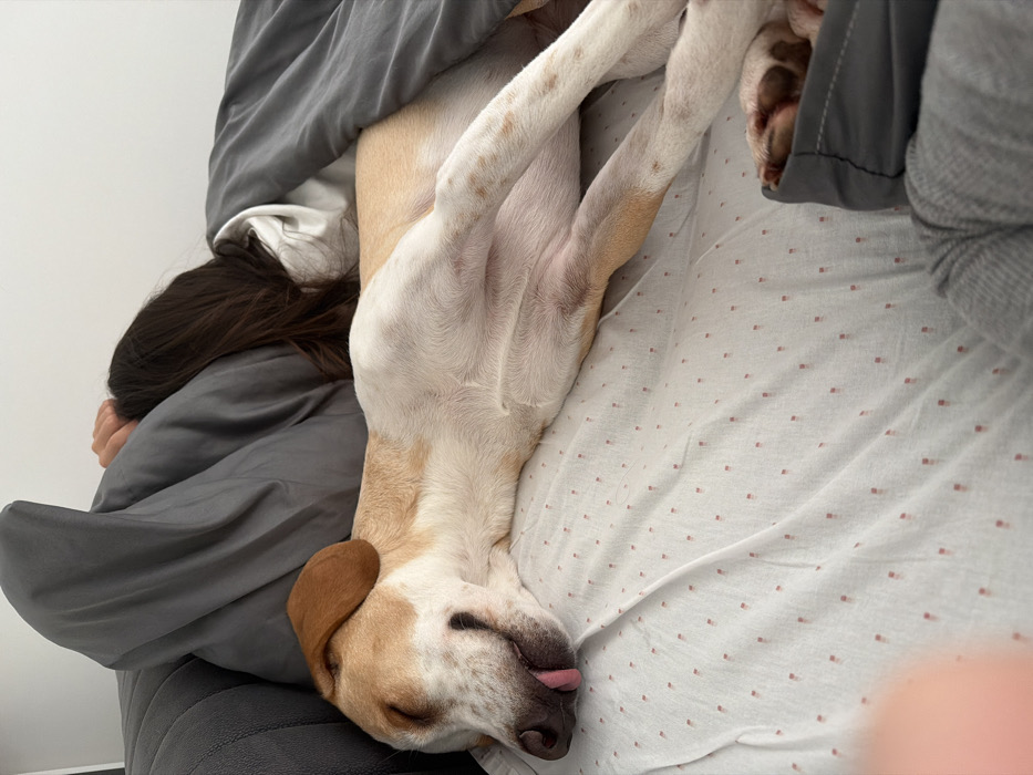 An indoor scene depicts a tan and white dog and a person sleeping on a bed. The dog, with floppy tan ears and primarily white fur with tan patches, lies on its left side, facing left. Its eyes are closed, and a portion of its pink tongue extends slightly from its mouth. The person's head, featuring dark brown hair, is visible from behind, partially obscured by a grey duvet and a grey pillow. The bed is covered with a white sheet patterned with small, reddish-brown dots. A grey upholstered surface, likely a headboard or large cushion, is visible behind the person. The specific location within the city of Budva, Montenegro, is not visually identifiable from the provided image.